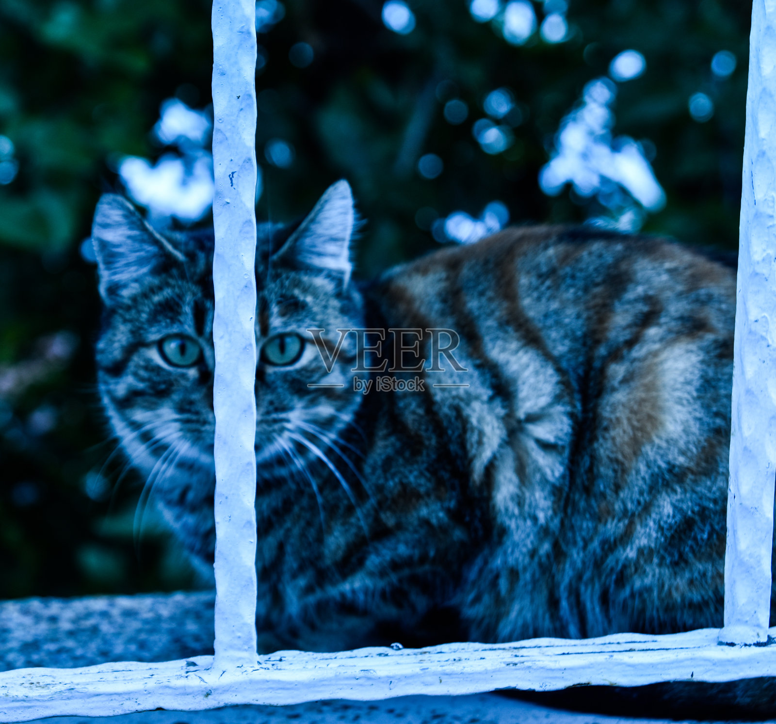 猫在监狱照片摄影图片