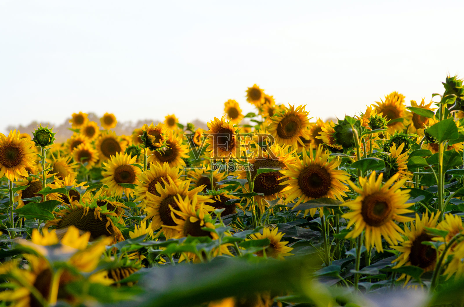 向日葵田在灿烂的夏日闷热的一天,农业概念照片摄影图片