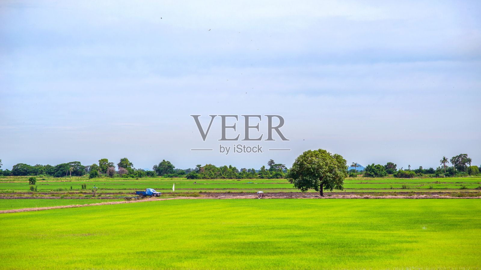 在这期间,稻田变得越来越绿照片摄影图片