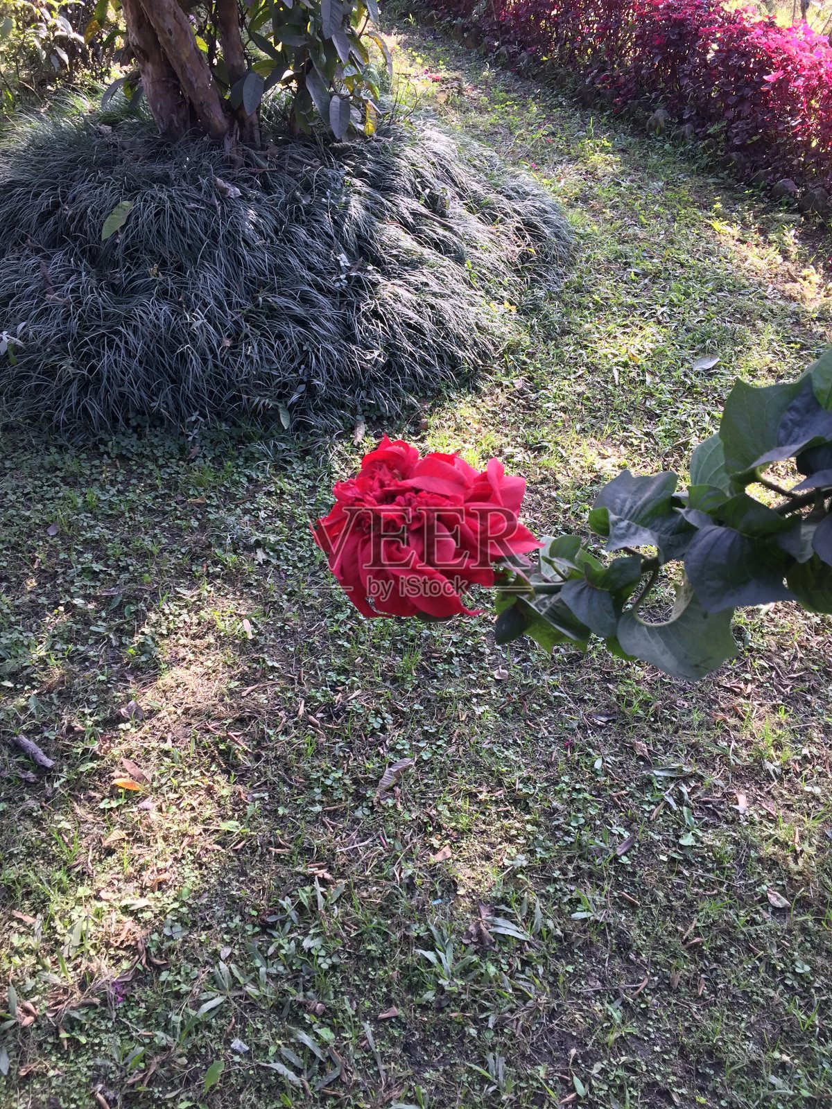 尼泊尔加德满都美丽的天然彩色花照片摄影图片