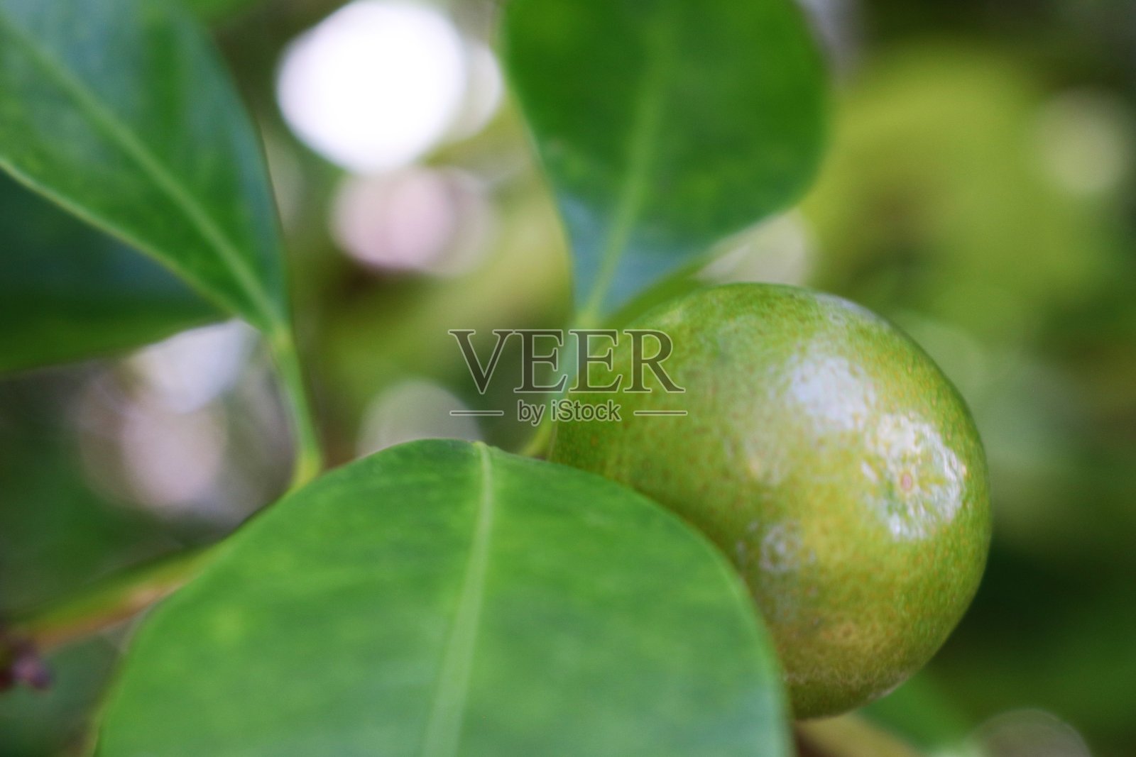 酸橙照片摄影图片