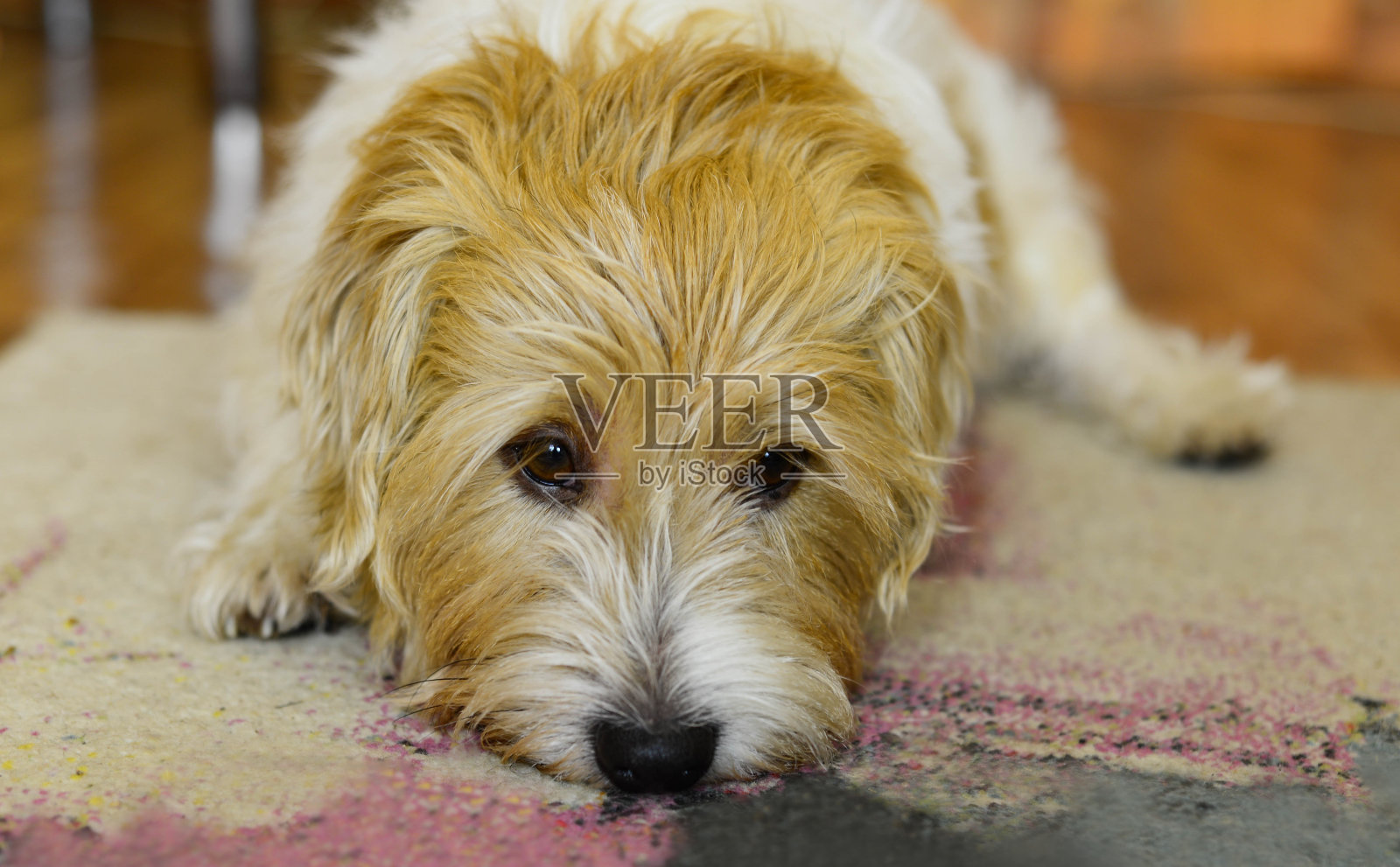 可爱的毛茸茸的杰克罗素梗躺在地板上,很伤心。狗的肖像在一个家庭内部照片摄影图片