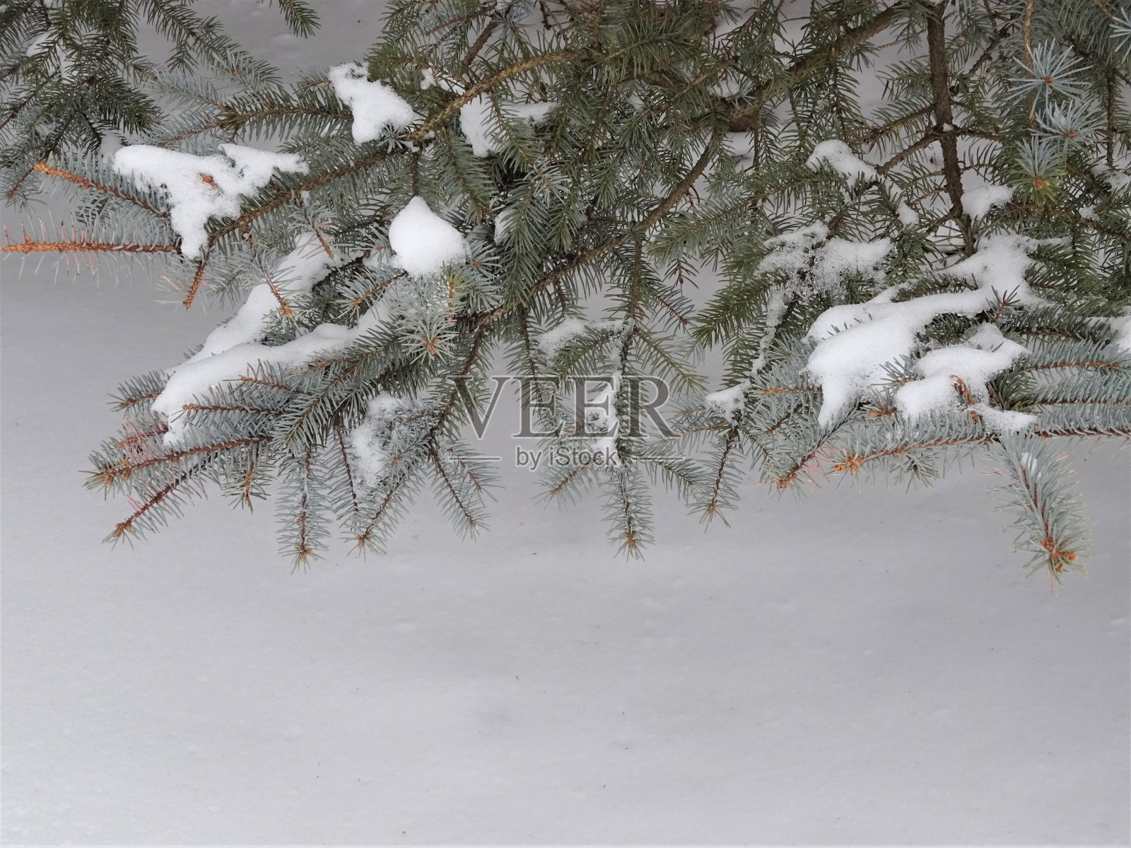 冬季冷杉树与雪-第一部分照片摄影图片