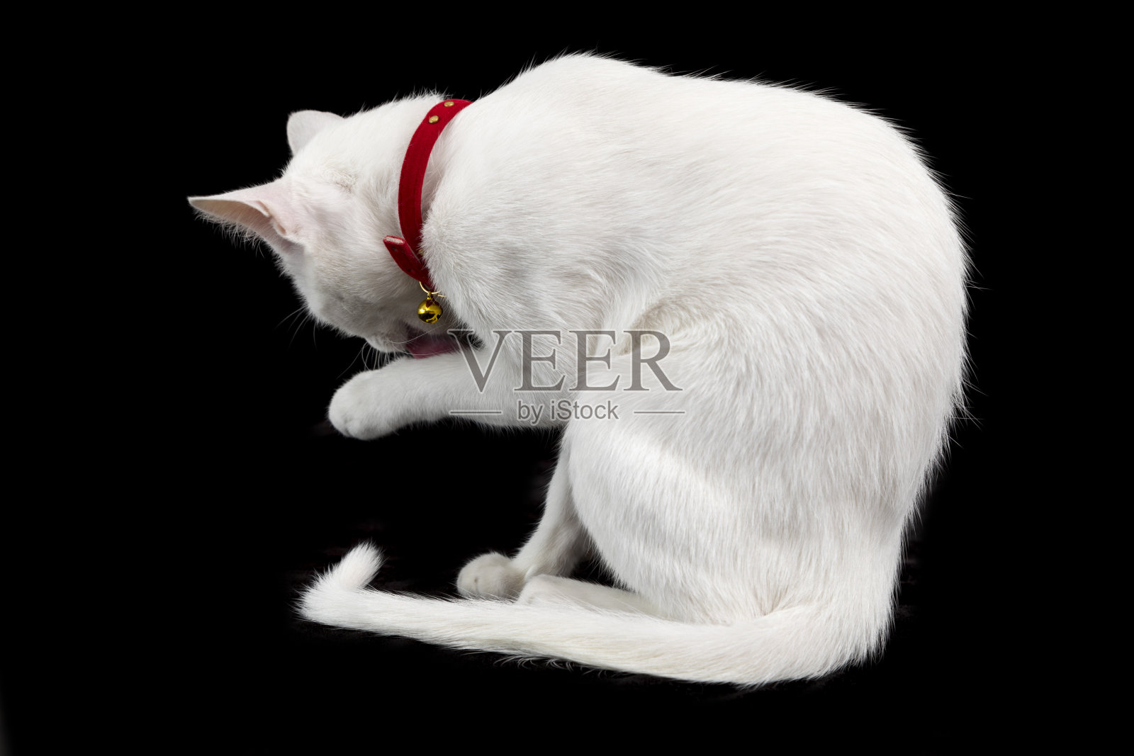 泰国白猫坐在黑色的背景。照片摄影图片