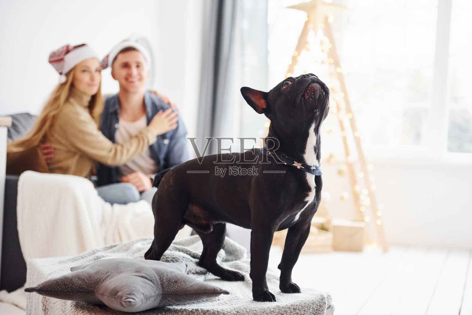 幸福的年轻现代夫妇戴着圣诞帽坐在家里的沙发上,还有他们可爱的狗和新年树照片摄影图片