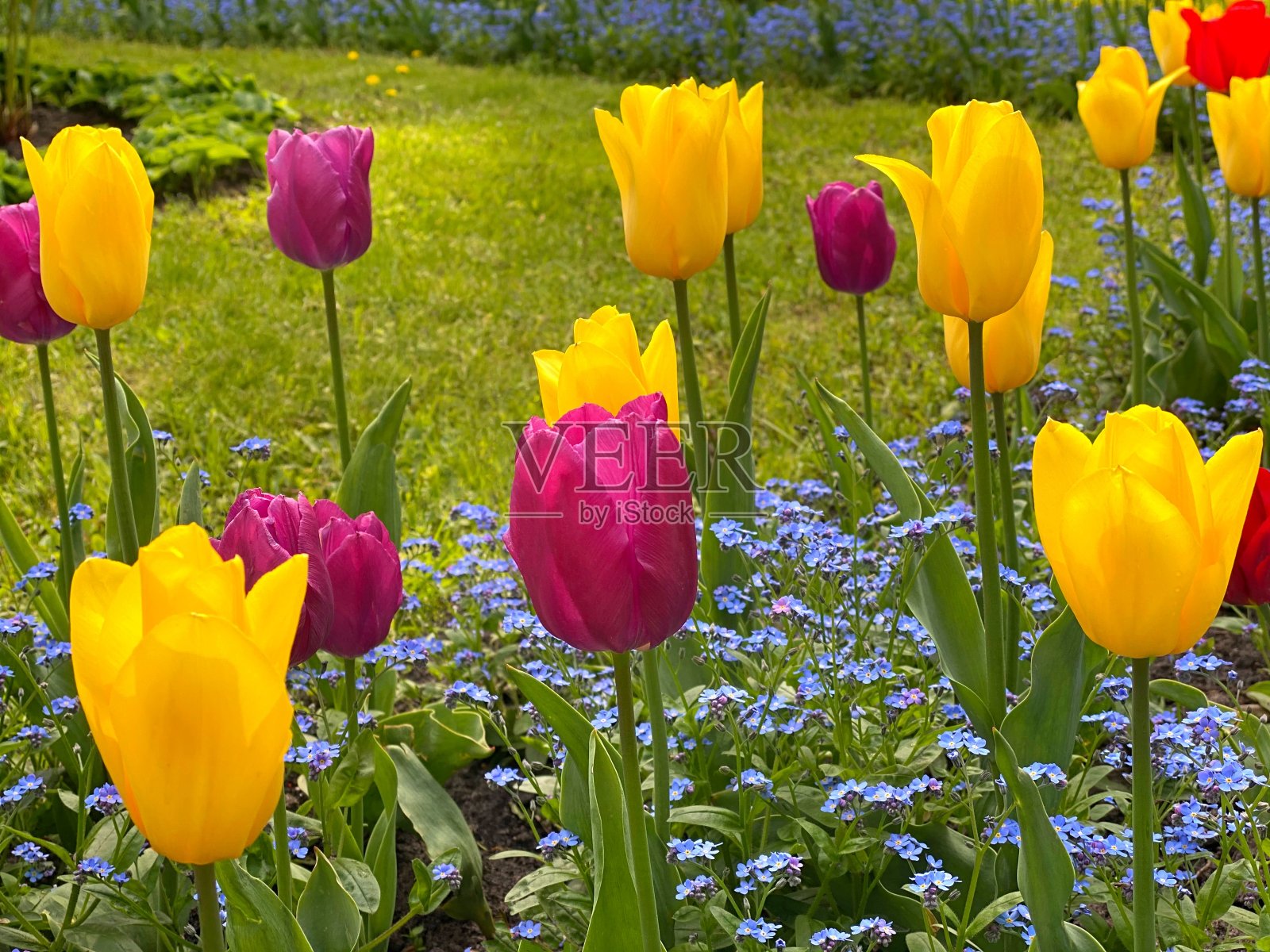 春天公园花坛上五颜六色的郁金香。粉红色和黄色的郁金香被蓝色的勿忘我花和绿色的新鲜草包围着。照片摄影图片