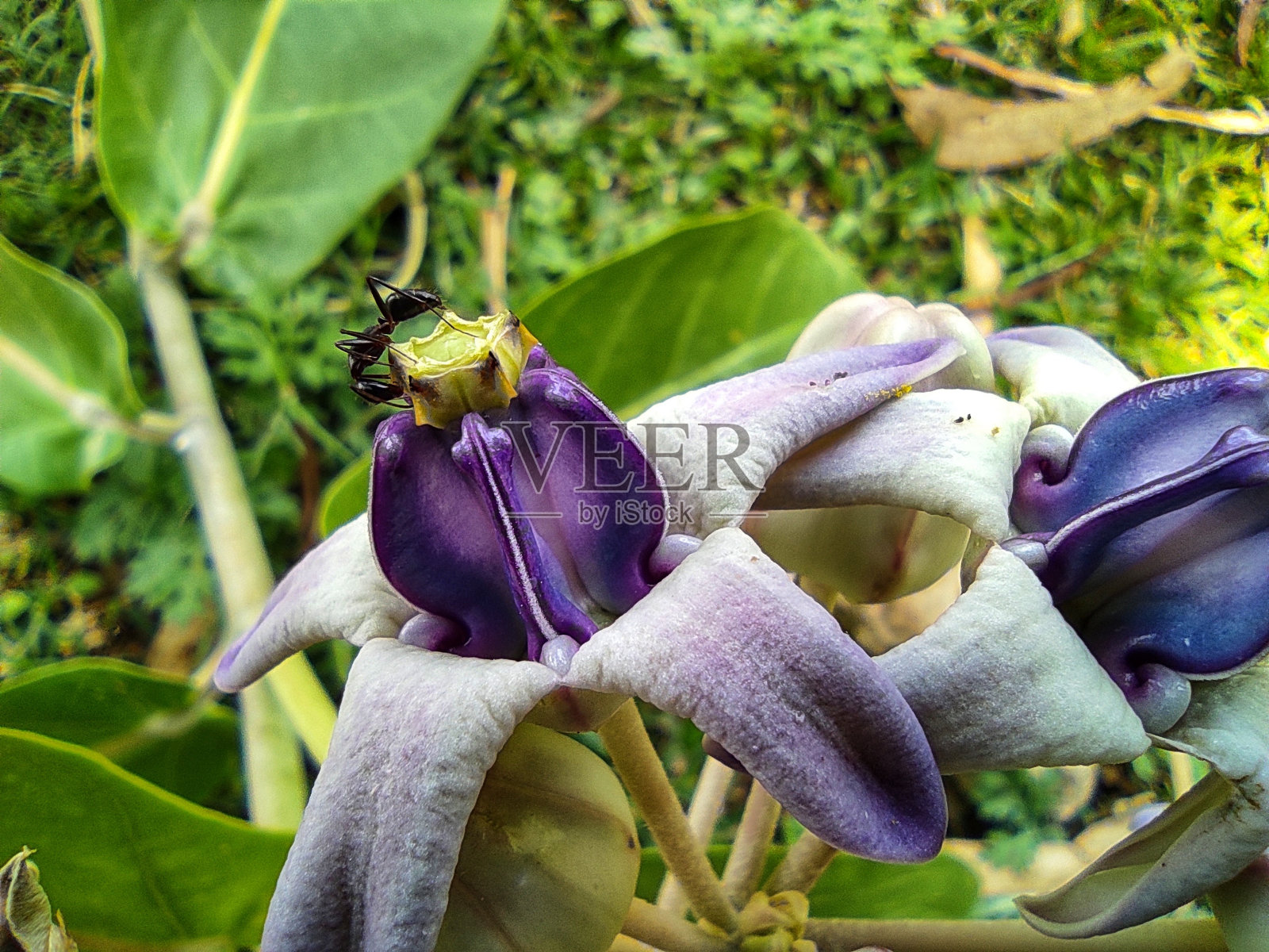 美丽的大戟花冠花阿拉喀花近处照片摄影图片