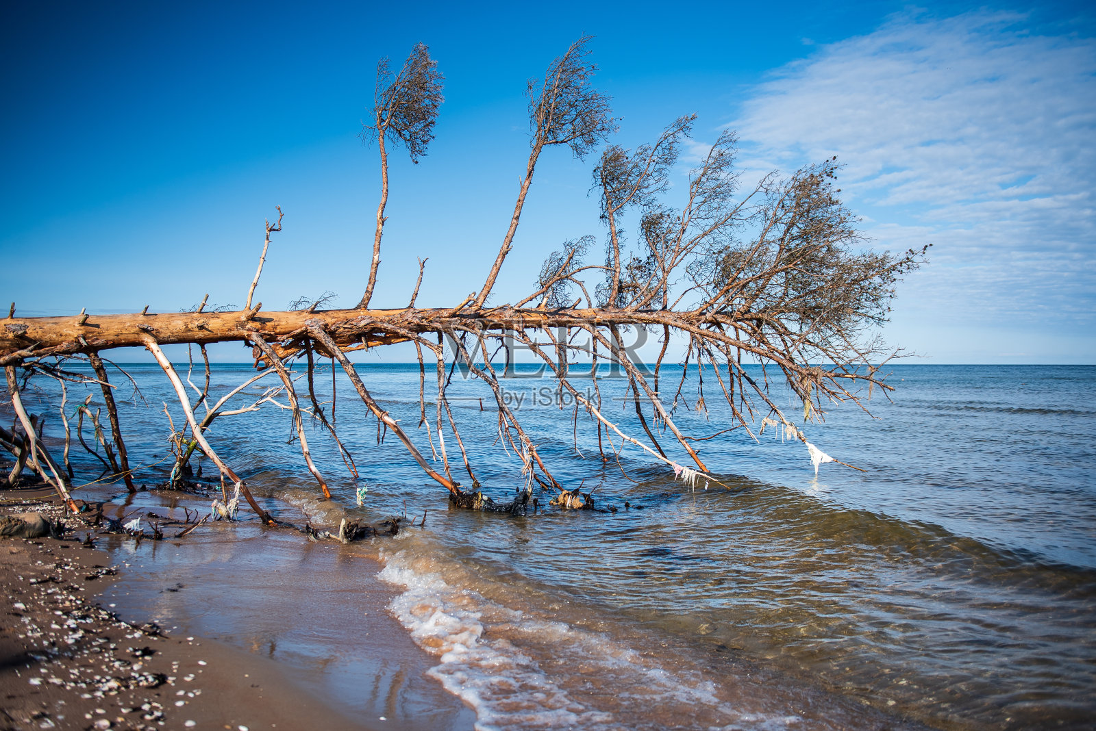 暴风雨摧毁了拉脱维亚科尔卡波罗的海沿岸的树木照片摄影图片