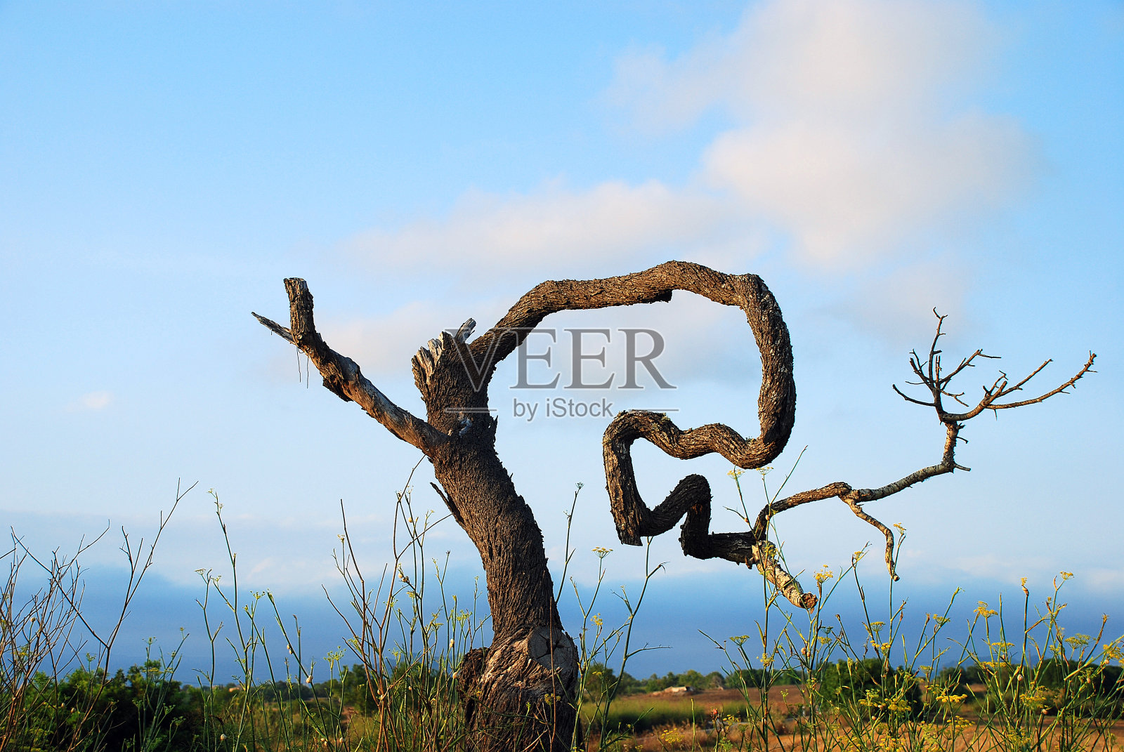 巴利阿里群岛马略卡岛的一棵奇怪的树照片摄影图片