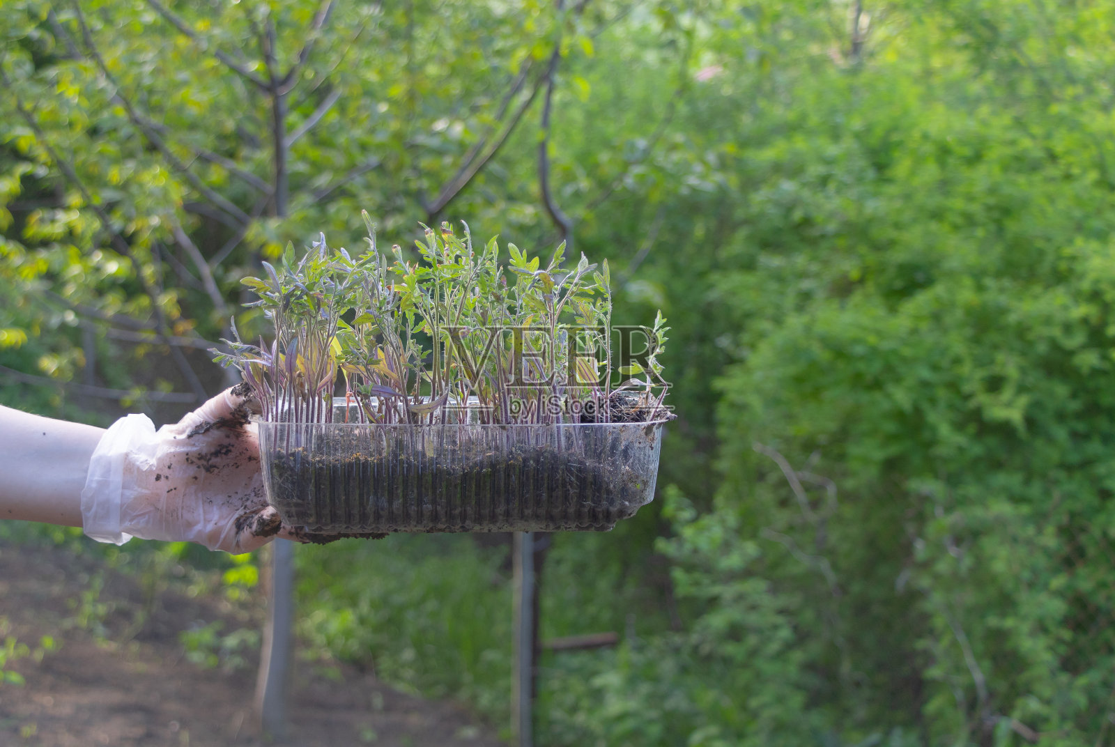 妇女手中的西红柿幼苗-大量的幼苗准备种植在花园里。在家种西红柿的概念照片摄影图片