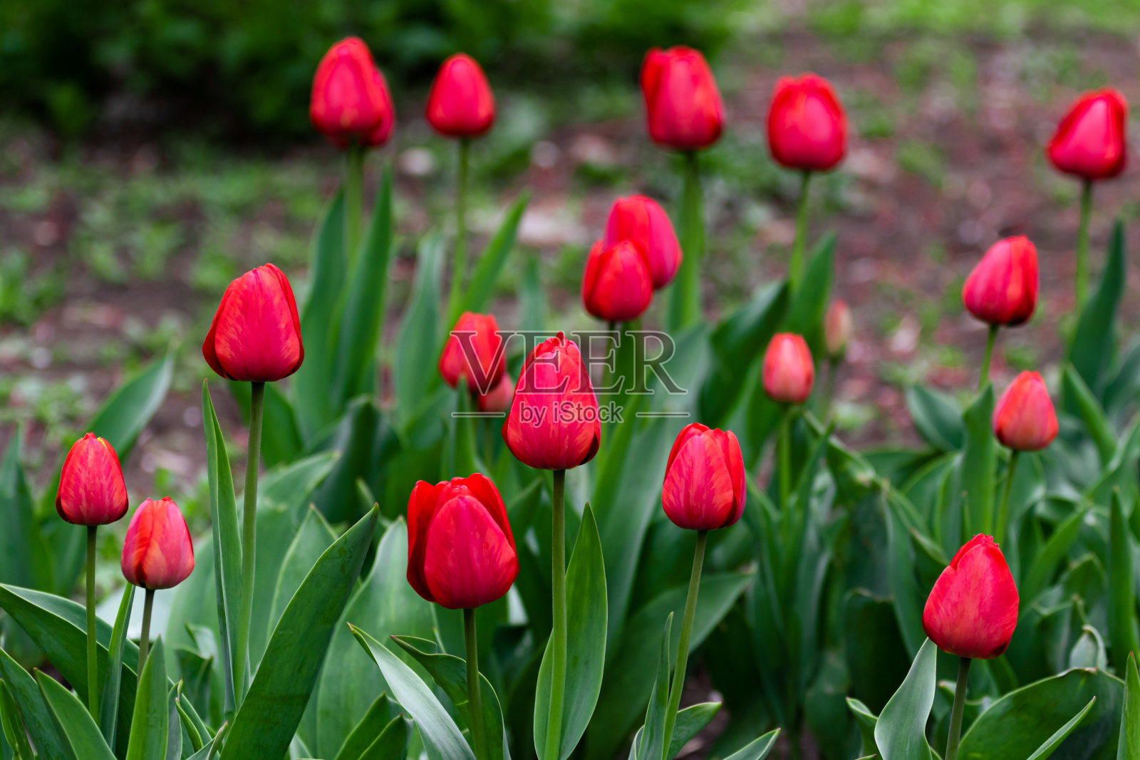 晚上,花园里有许多鲜红的郁金香。后院有个花坛,里面花很多。在花园和园艺中种植植物。高质量的照片照片摄影图片