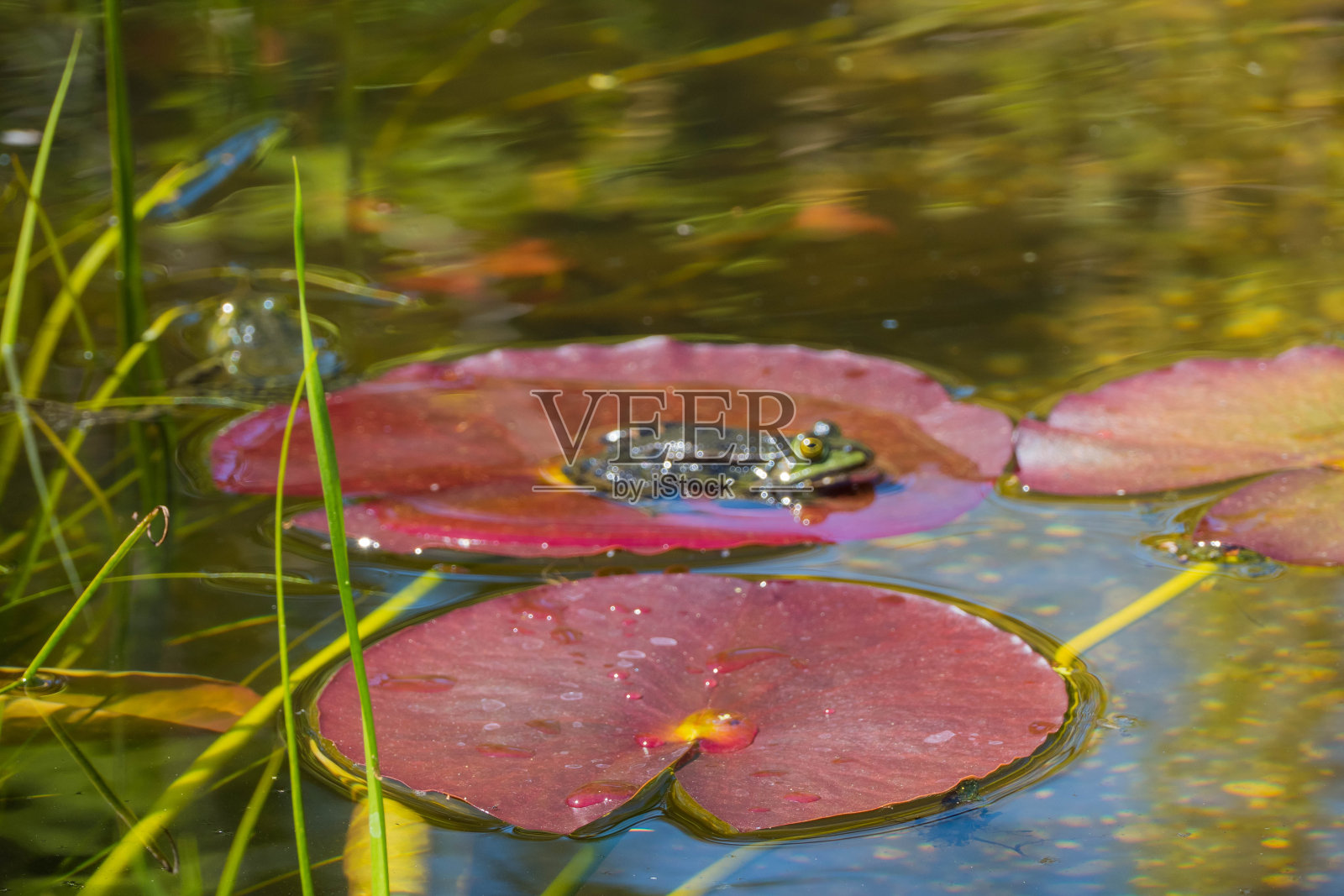 红色池塘叶子上的青蛙照片摄影图片