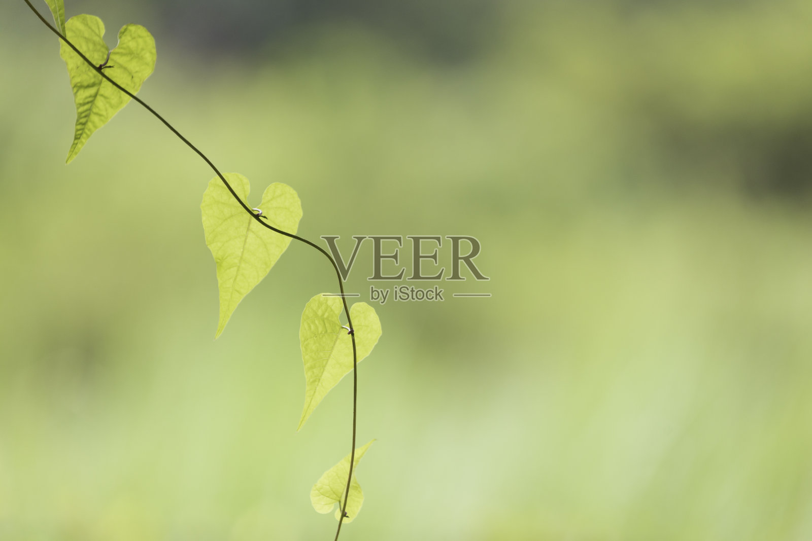 心形藤有心形叶子的藤照片摄影图片