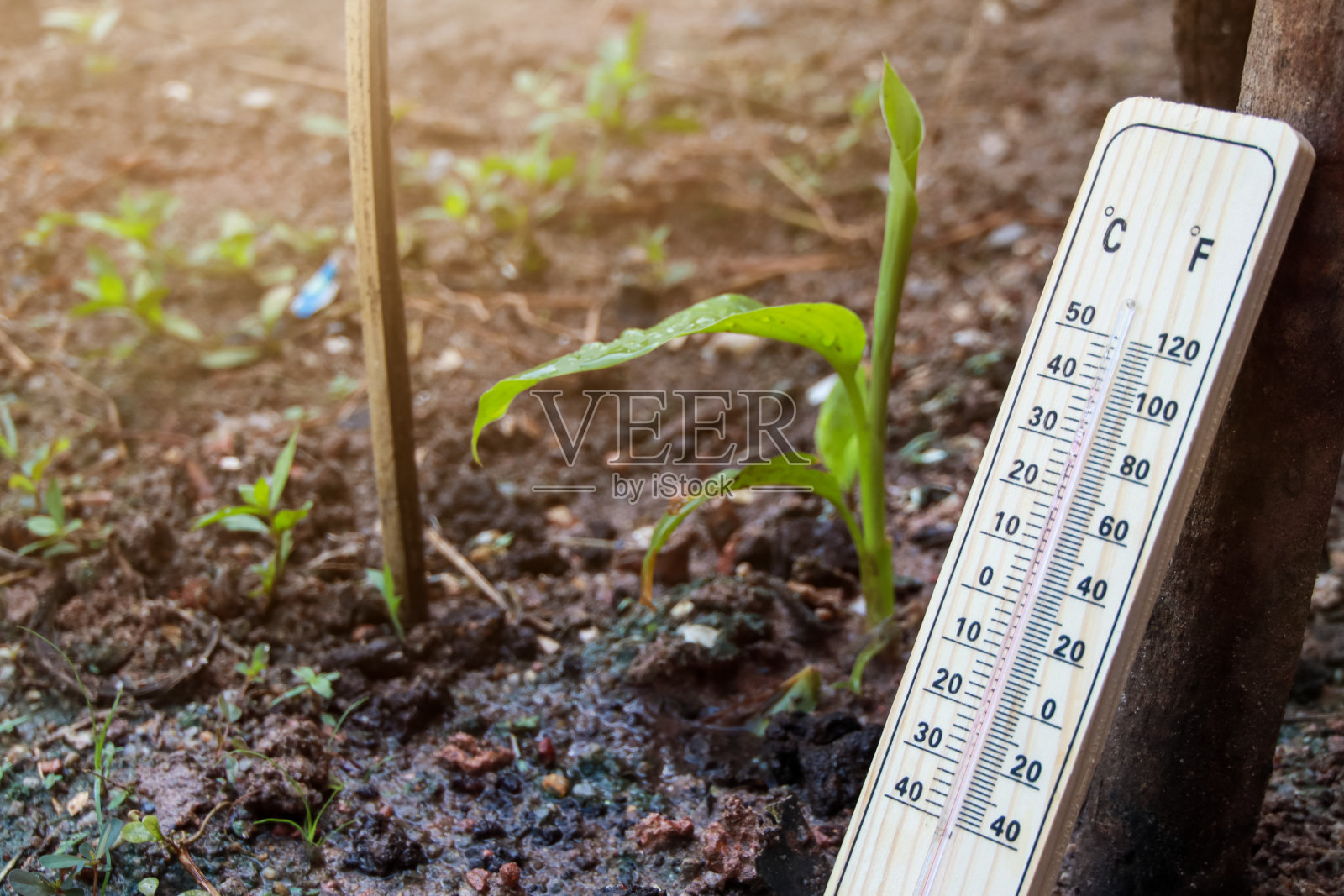 温度计上的植物。照片摄影图片