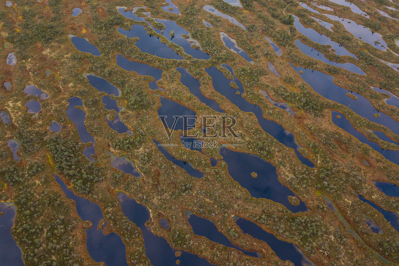 鸟瞰图沼泽和木路在克梅里国家公园在日出,拉脱维亚照片摄影图片
