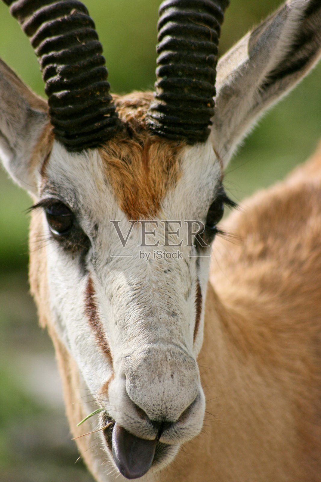 镜头特写,跳羚(Antidorcas marsupialis)伸出舌头在相机Etosha国家公园,纳米比亚。照片摄影图片
