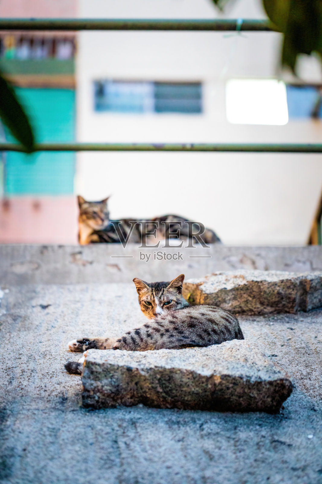 在香港市区,一只流浪猫晚上在花园小径旁休息照片摄影图片