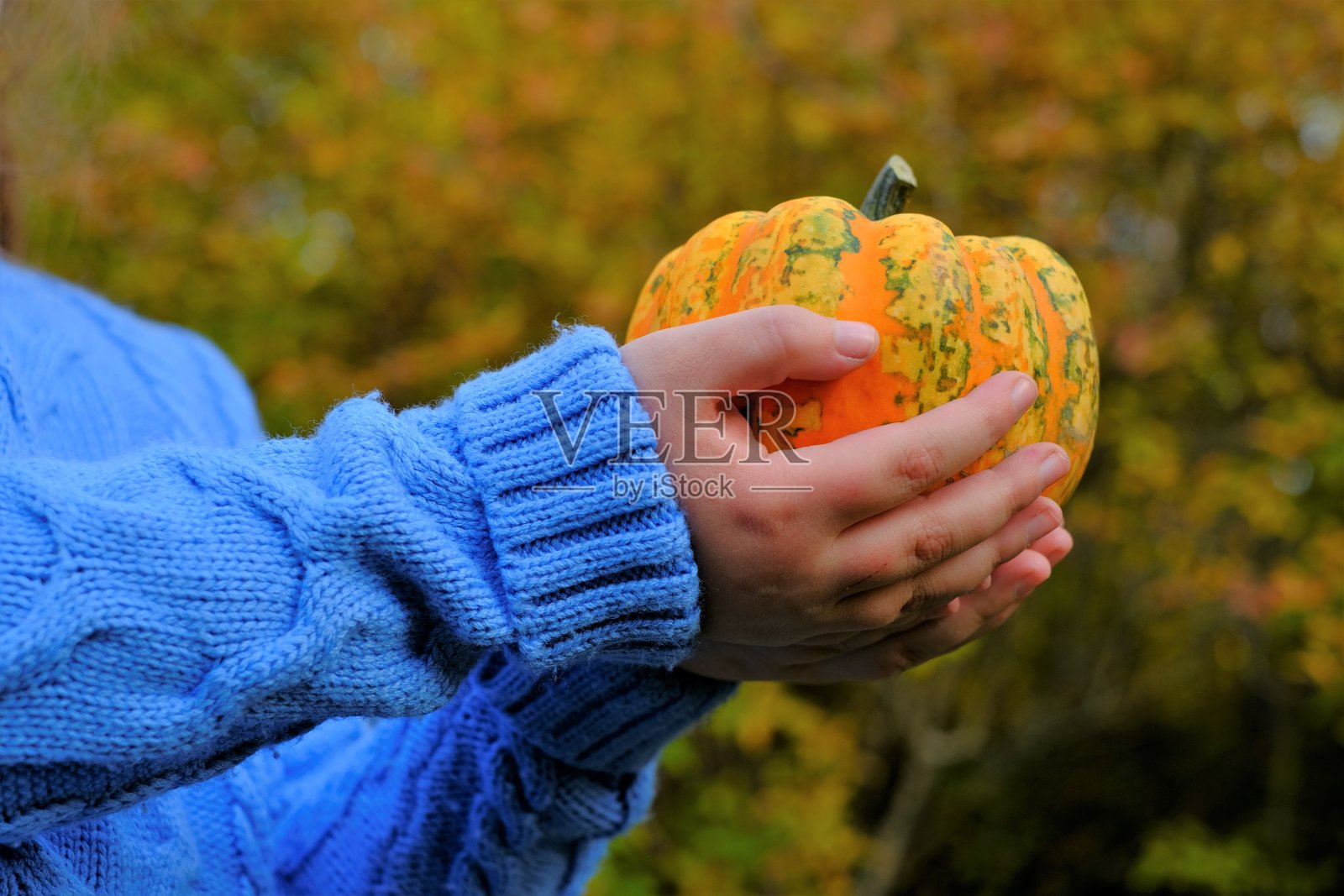 秋收感恩节和万圣节:孩子手中的南瓜照片摄影图片