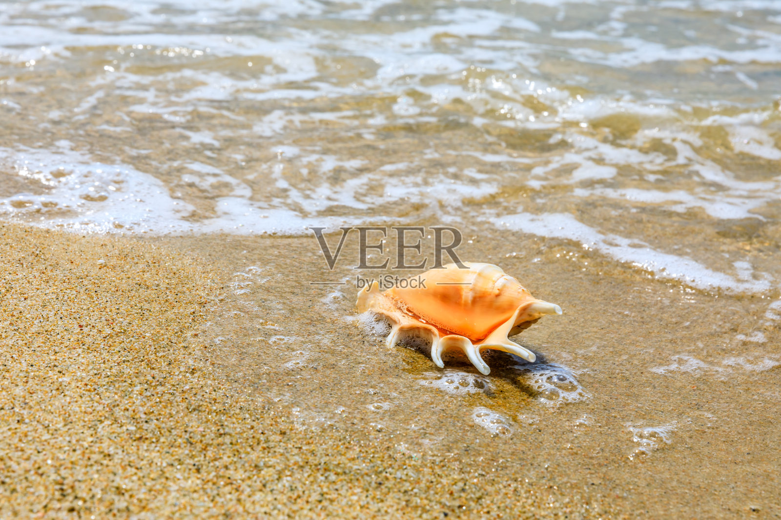 海螺在沙滩上。照片摄影图片