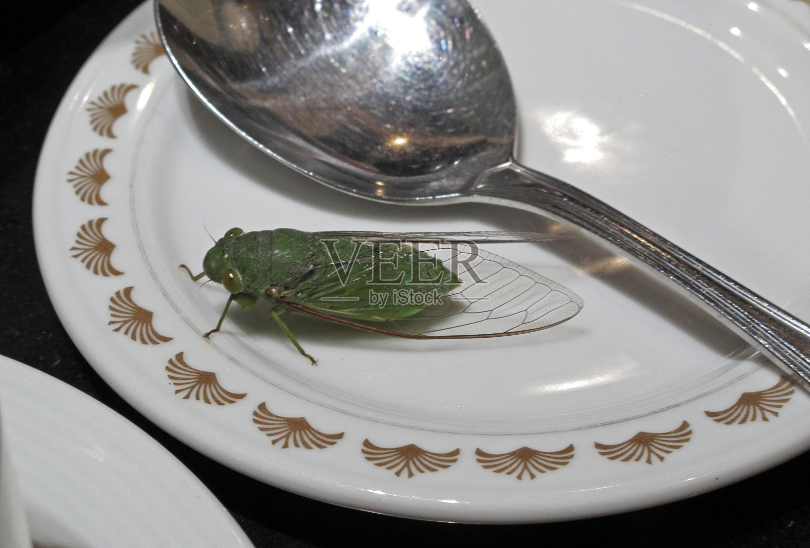 绿色的蝉照片摄影图片