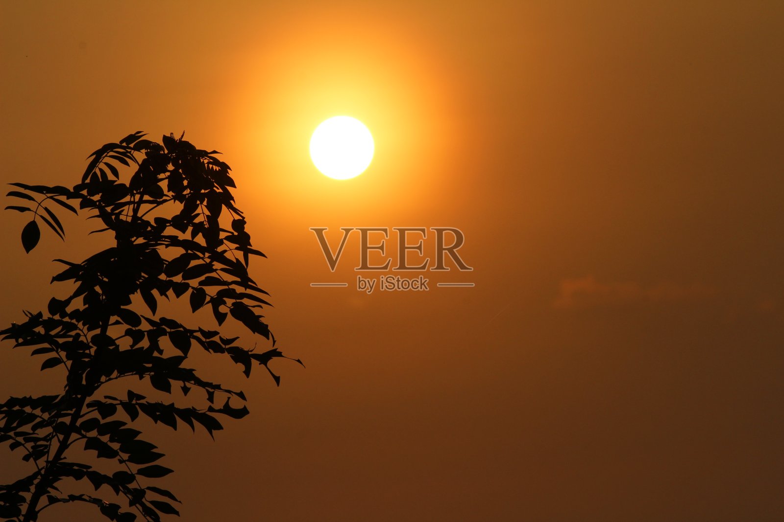 日落和树在一个单一的图片在傍晚与云。美丽的日落后的树在傍晚与红色的天空或云在完美的时间。照片摄影图片