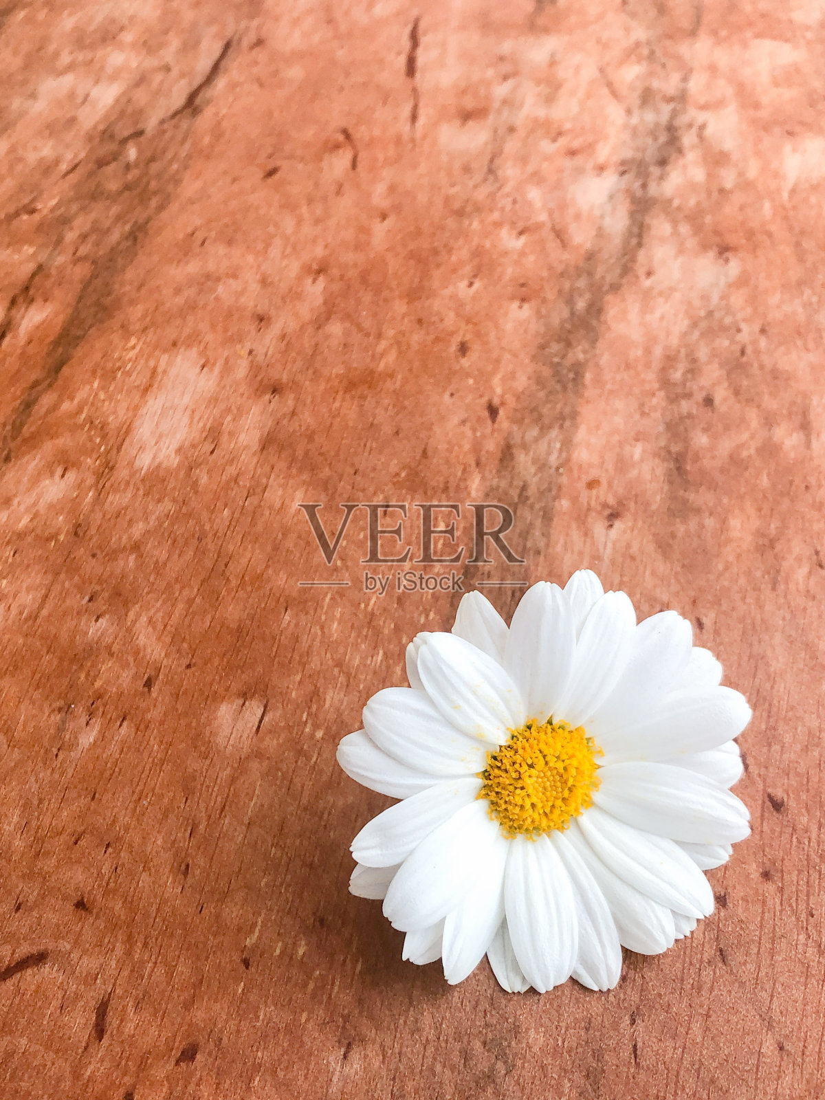 一朵雏菊花在一个木制的背景与复制空间照片摄影图片