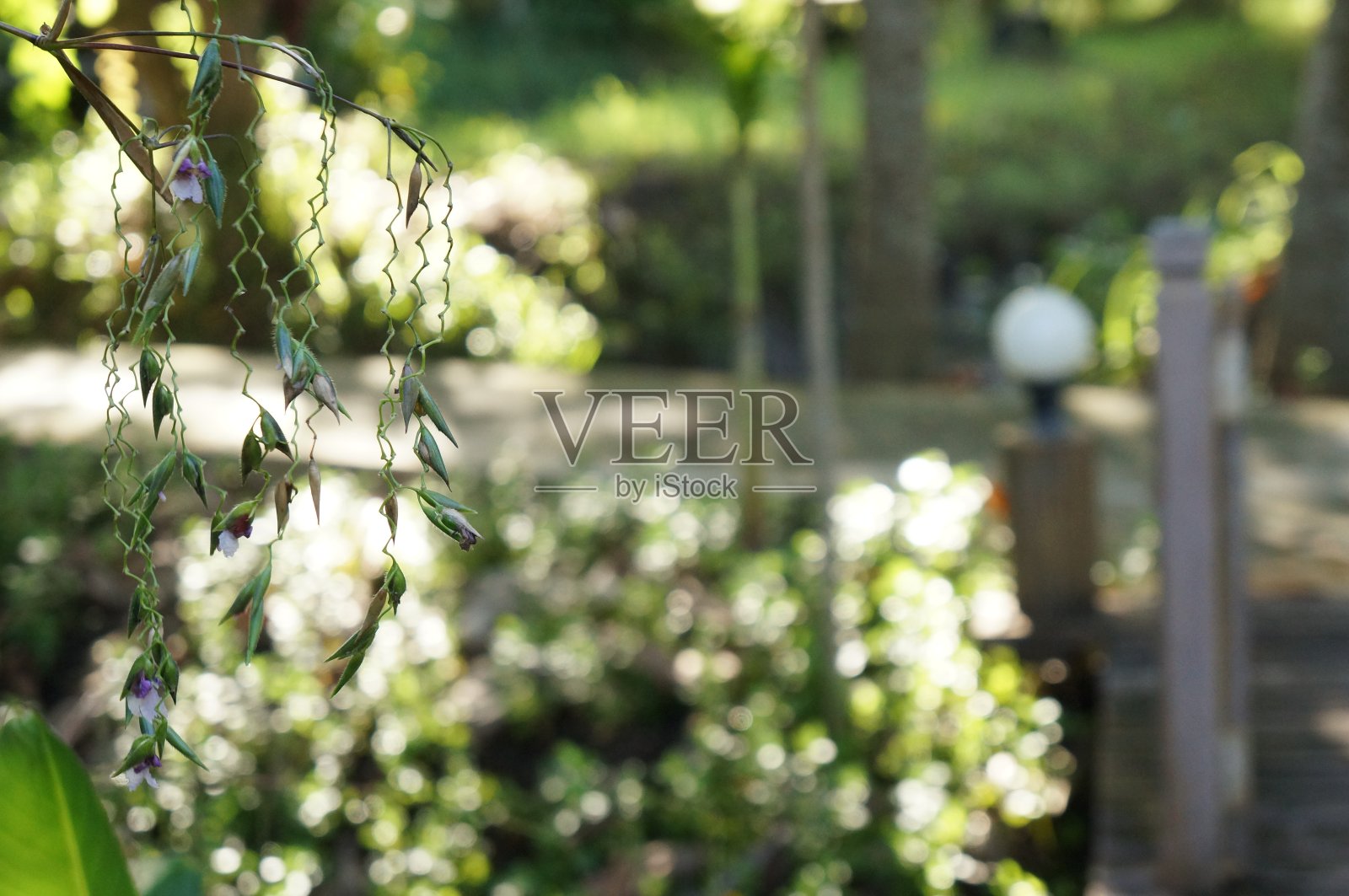 花在花园照片摄影图片