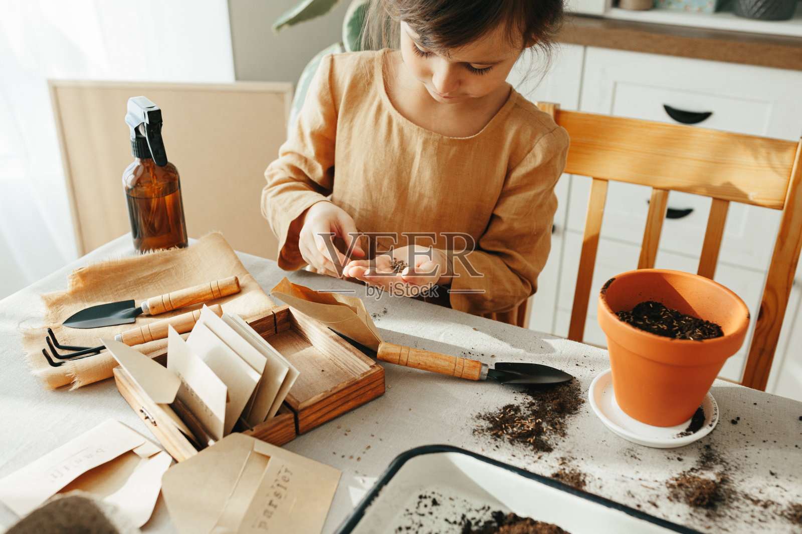 6岁女孩在家种植草药照片摄影图片