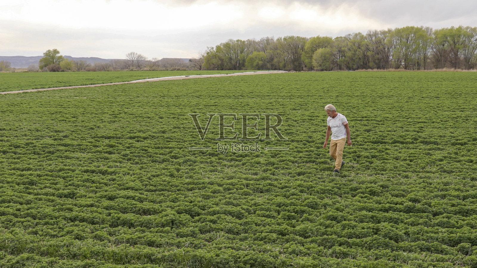 人们在早晨穿过农田照片摄影图片