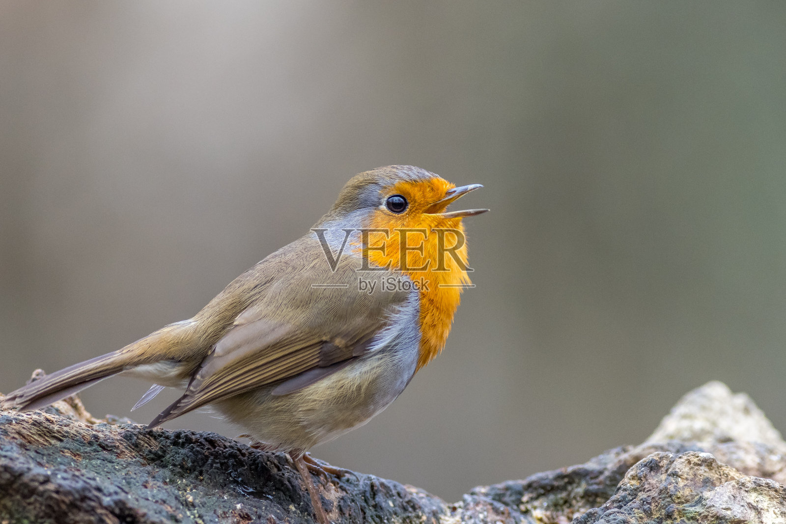 罗宾照片摄影图片