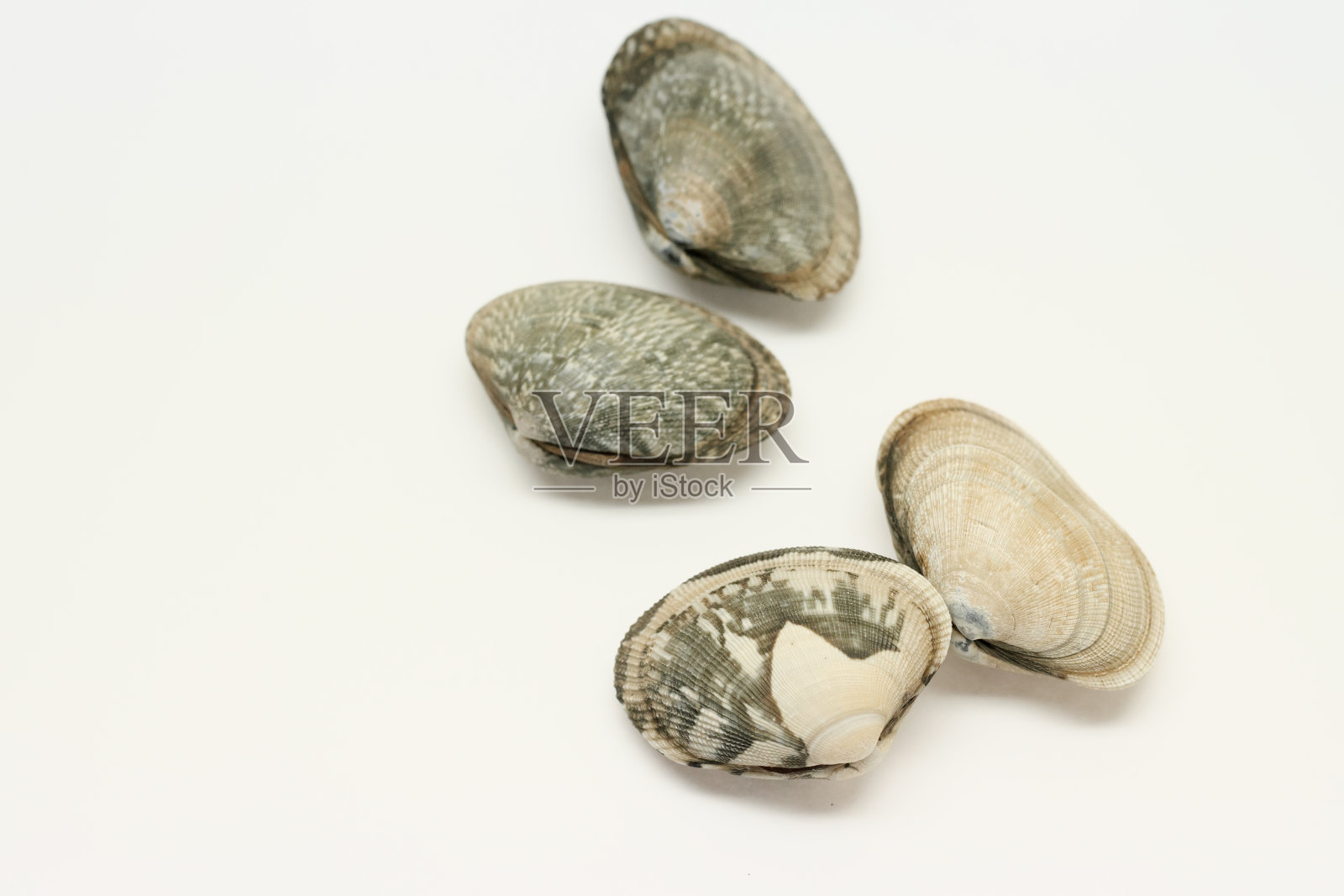 美味蛤蜊的图像材料照片摄影图片