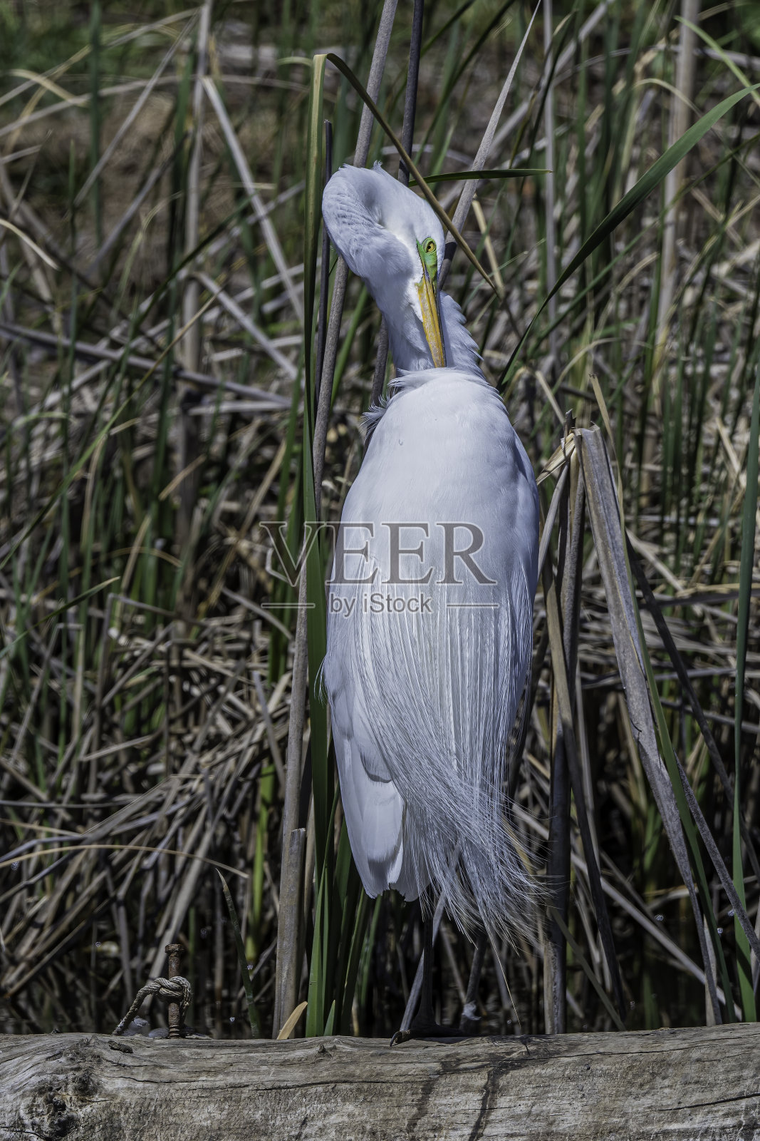 大白鹭(Ardea alba),也被称为普通白鹭,大白鹭,或great white egret或great white heron是一种大型,分布广泛的白鹭。肖伦伯格公园,佩塔卢马,加利福尼亚州。Pelecaniformes鹭鸟。照片摄影图片
