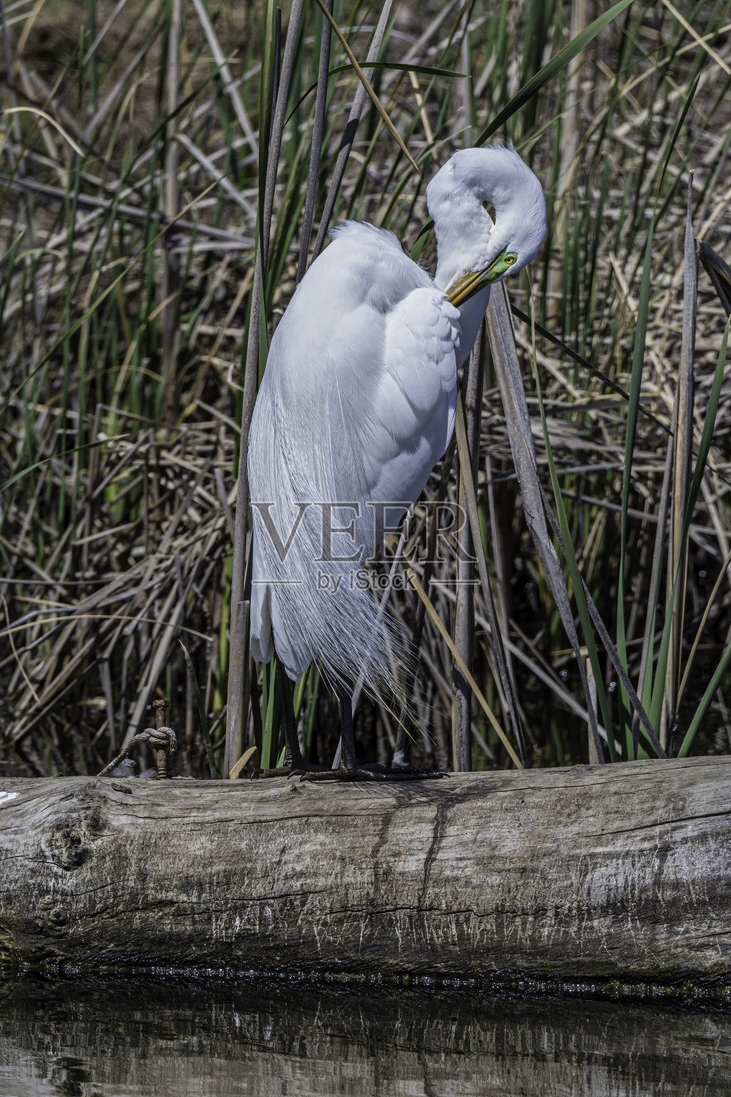 大白鹭(Ardea alba),也被称为普通白鹭,大白鹭,或great white egret或great white heron是一种大型,分布广泛的白鹭。肖伦伯格公园,佩塔卢马,加利福尼亚州。Pelecaniformes鹭鸟。照片摄影图片