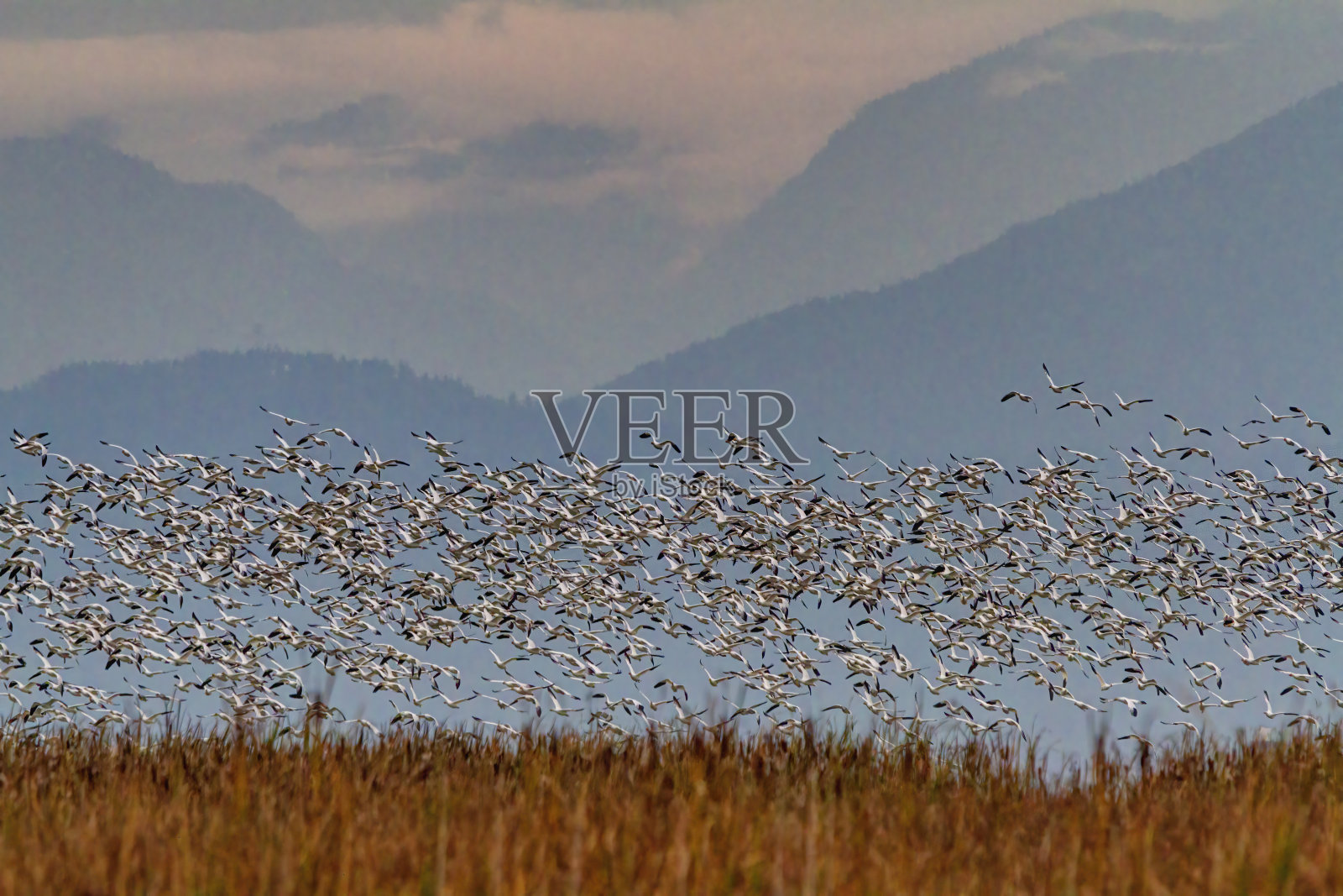 雪鹅在沼泽地里飞翔照片摄影图片
