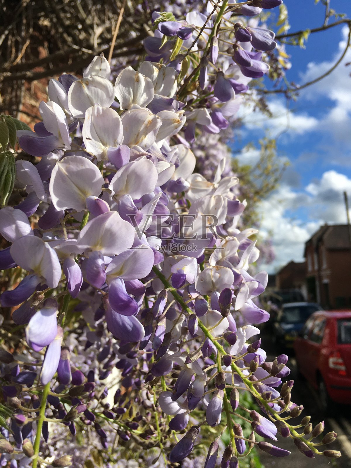 紫藤照片摄影图片