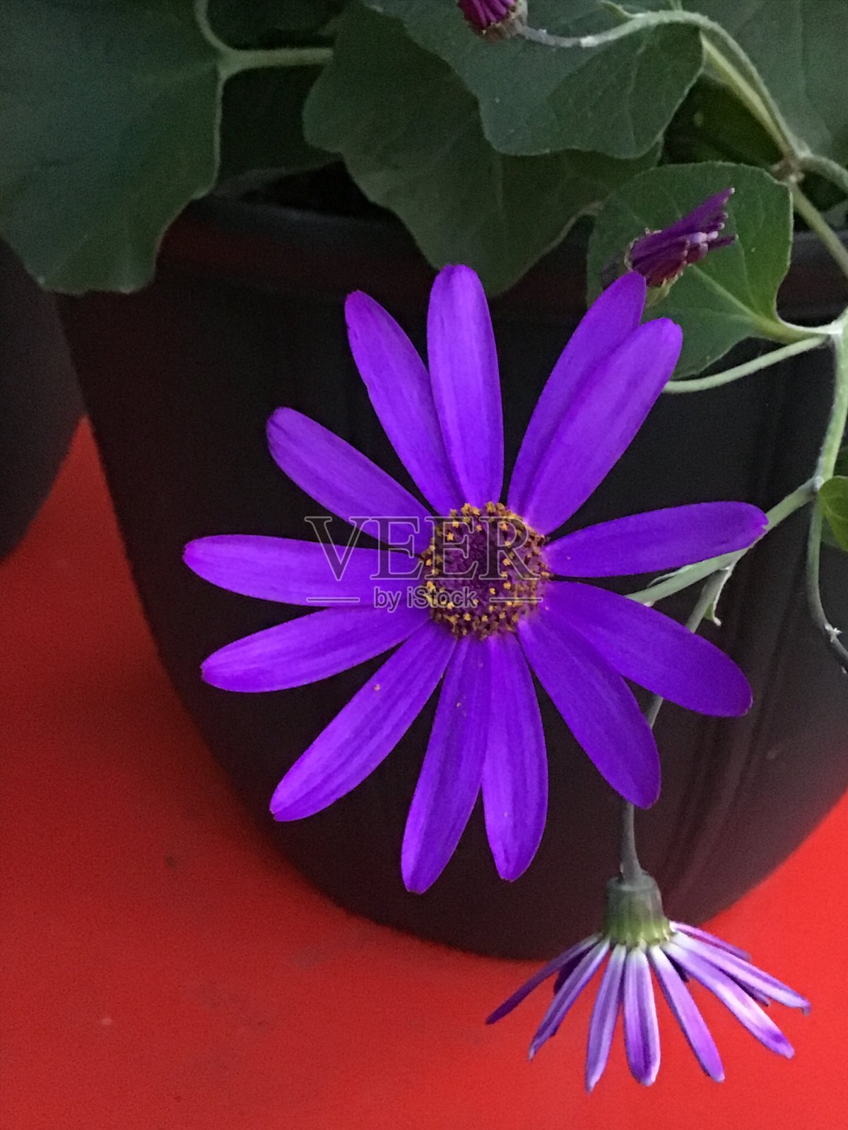 紫色Osteopermum照片摄影图片