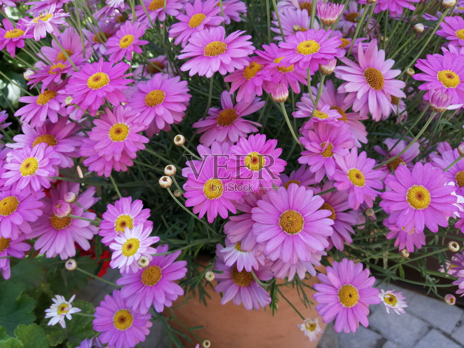 大花盆里的紫丁香雏菊照片摄影图片