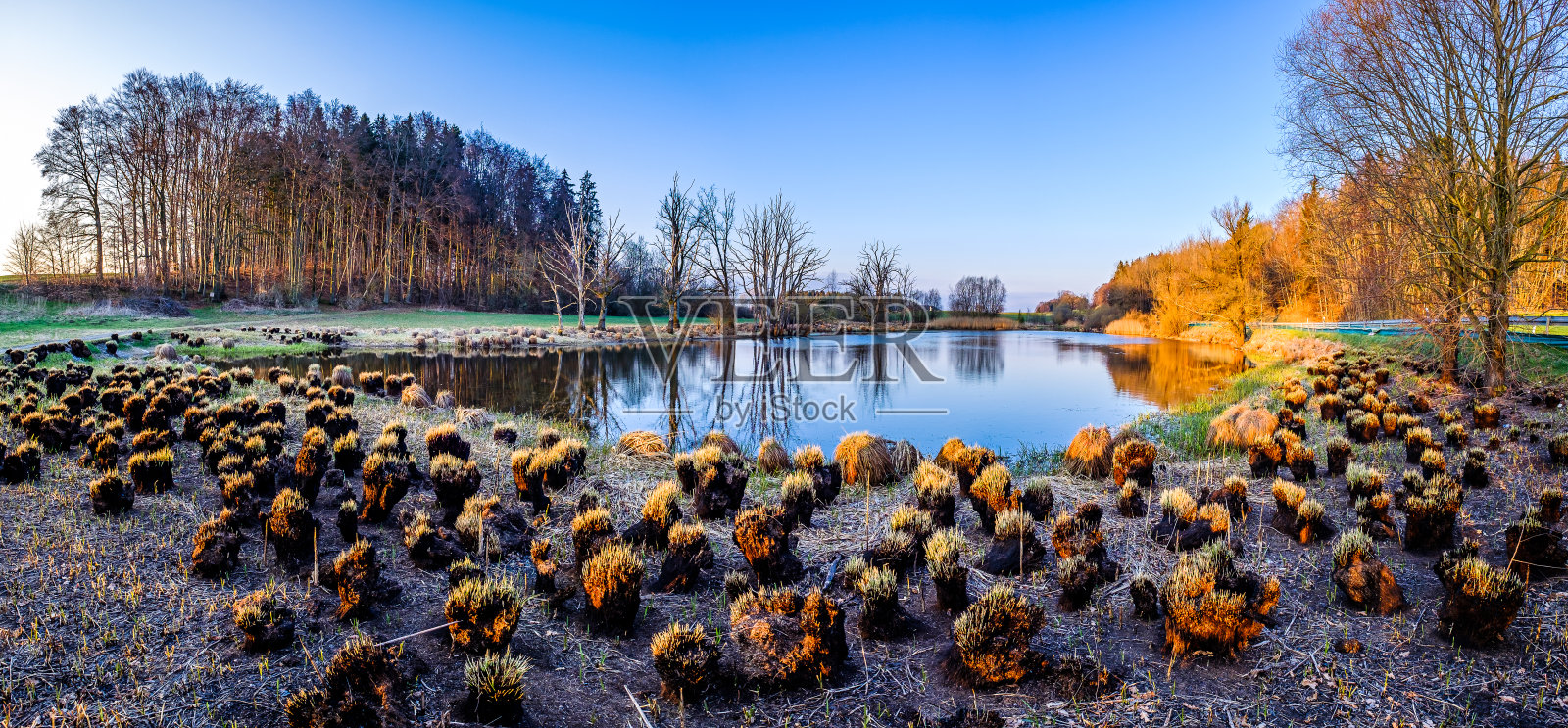 湖边的枯树干照片摄影图片