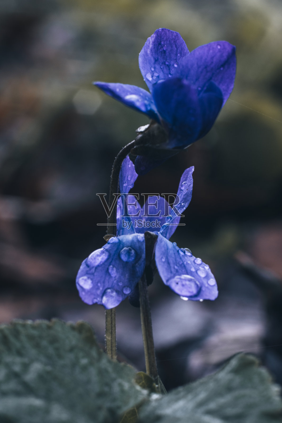 紫堇野生森林花朵特写摄影照片摄影图片