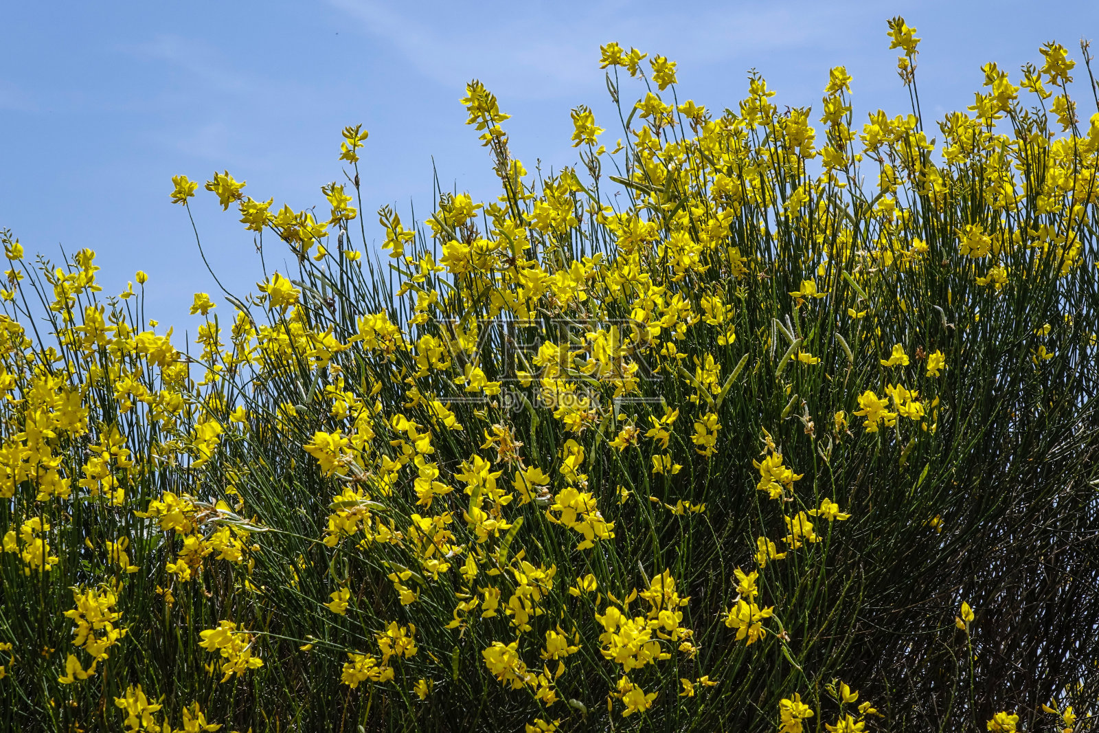 意大利托斯卡纳的风景照片摄影图片