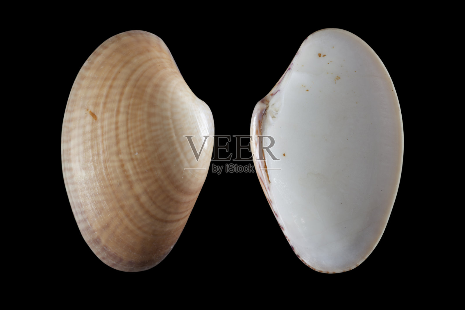 波状金星,波状巴菲亚蛤,海蛤标本照片摄影图片