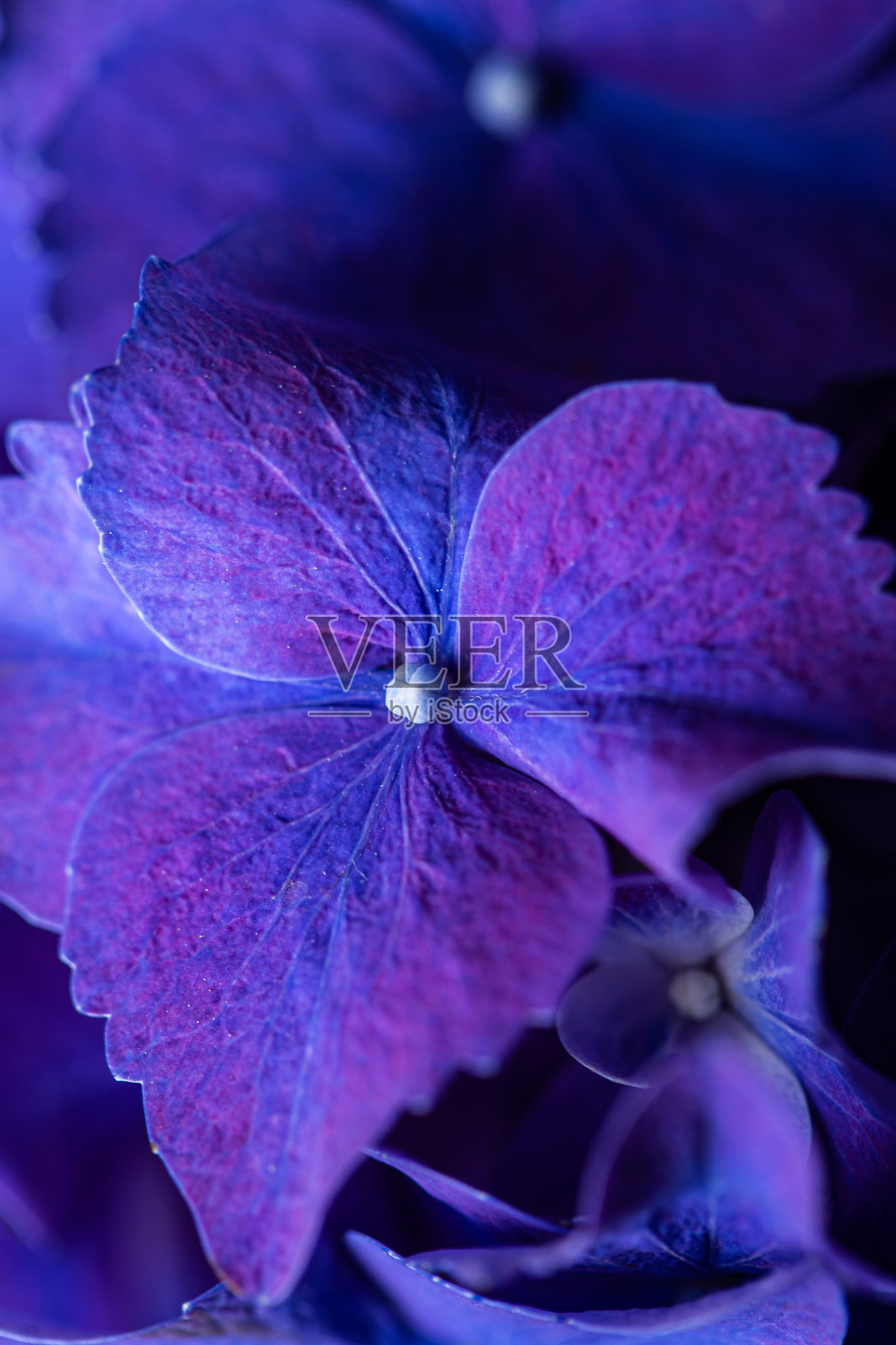 绣球花多为深蓝色紫色,花瓣纹理光滑照片摄影图片