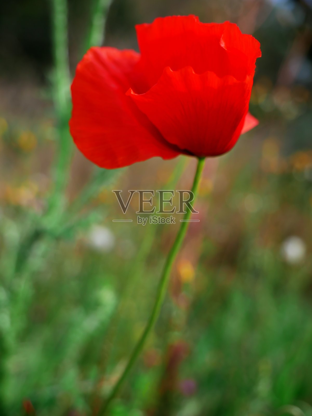 浅焦拍摄的鲜红色的普通罂粟与柔软的花瓣在花园里照片摄影图片