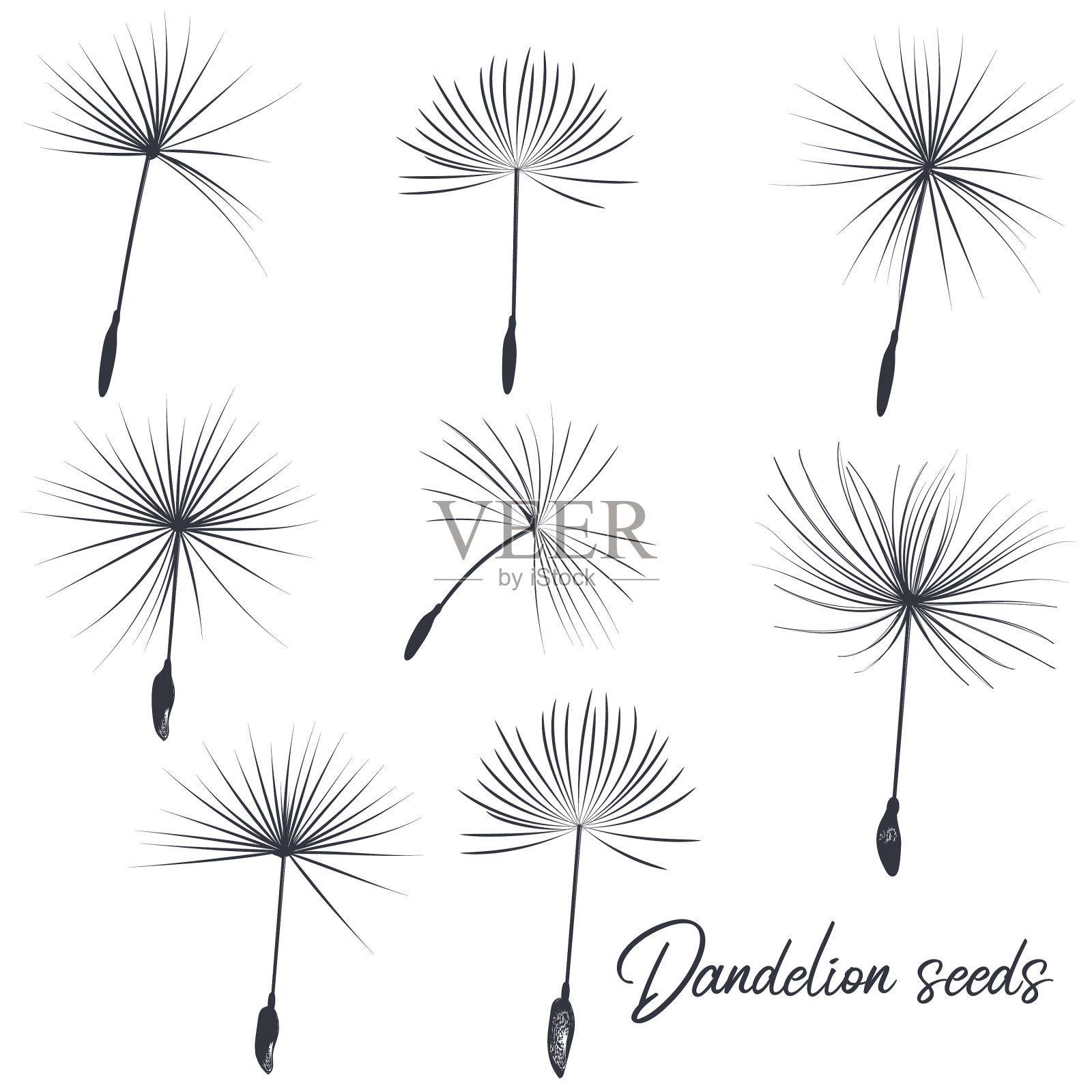 收集蒲公英种子设计元素图片