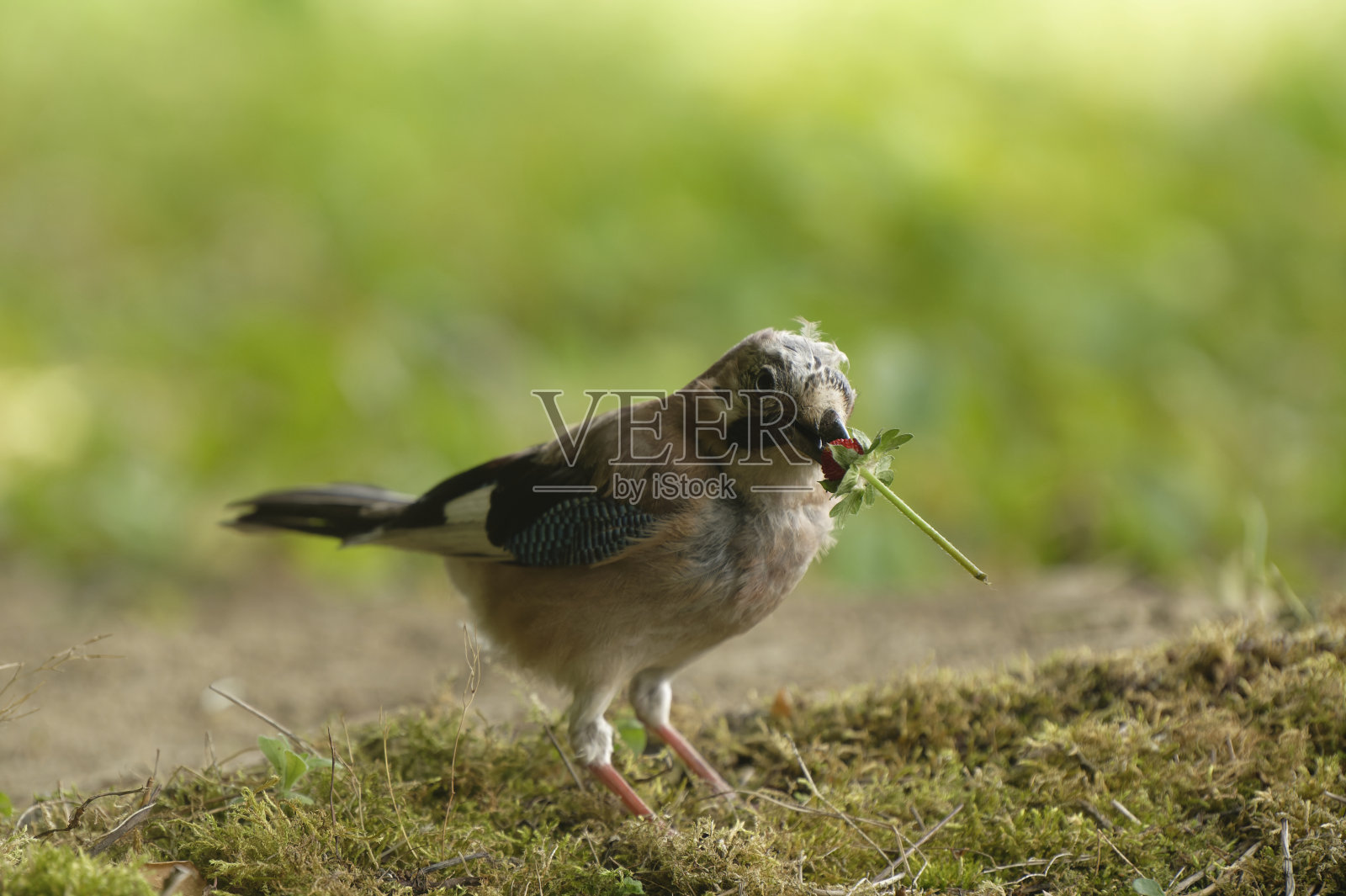 鸟类与树莓照片摄影图片