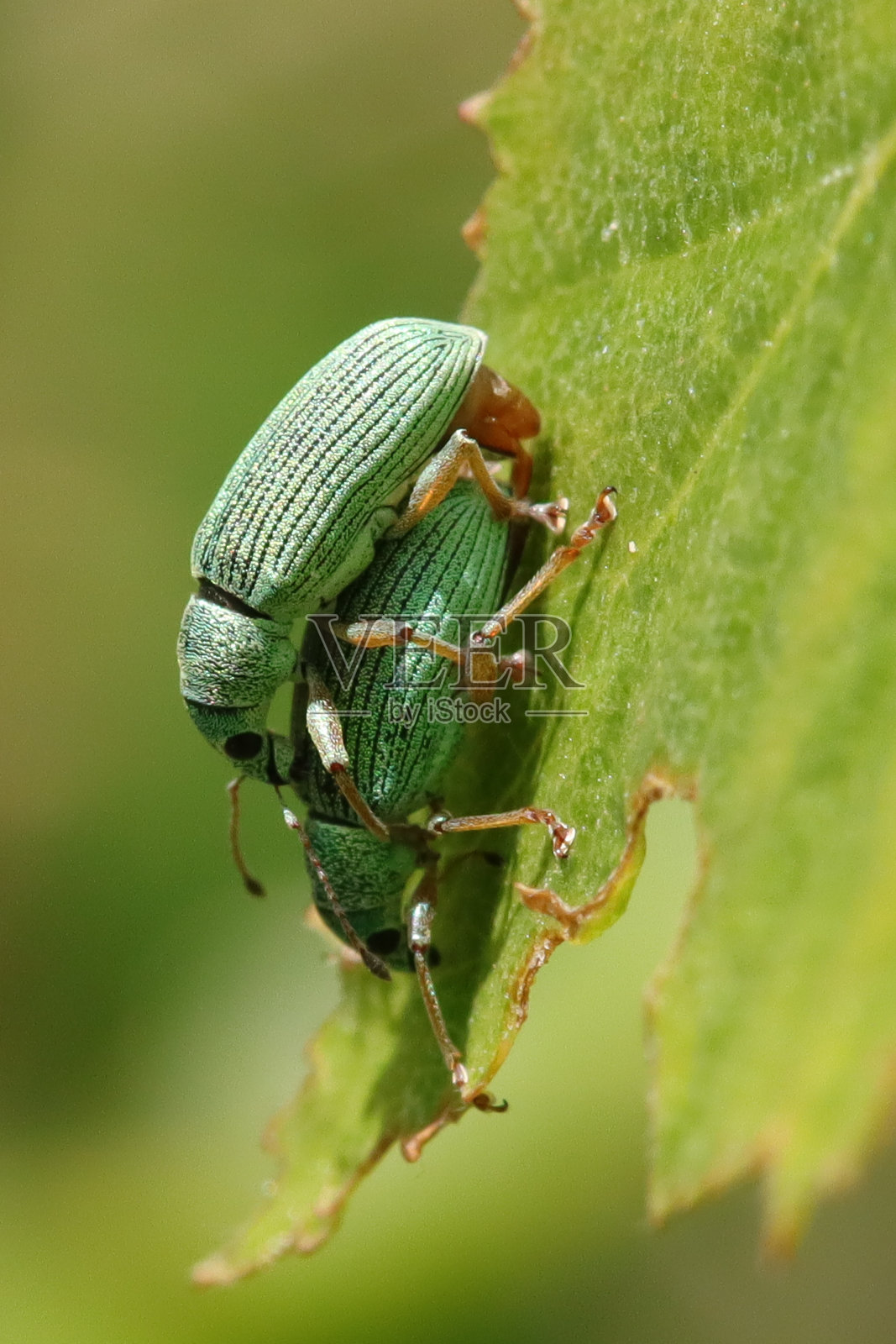 丝绿象鼻虫(台湾polydrusformosus)照片摄影图片