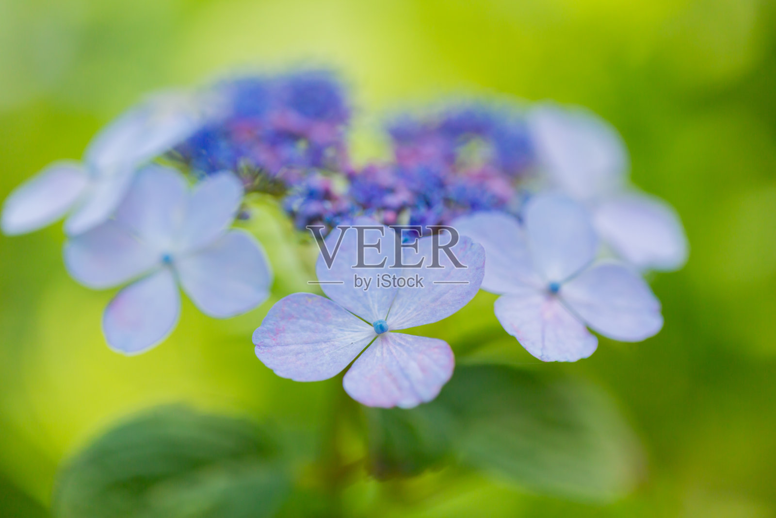 绣球花照片摄影图片