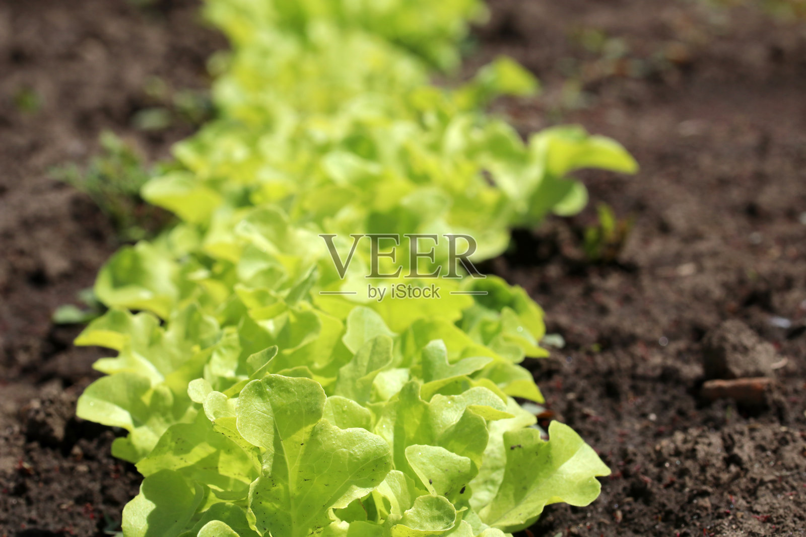 绿色的莴苣叶子在菜地的花园床上。园艺背景与绿色沙拉植物在蔬菜田。照片摄影图片