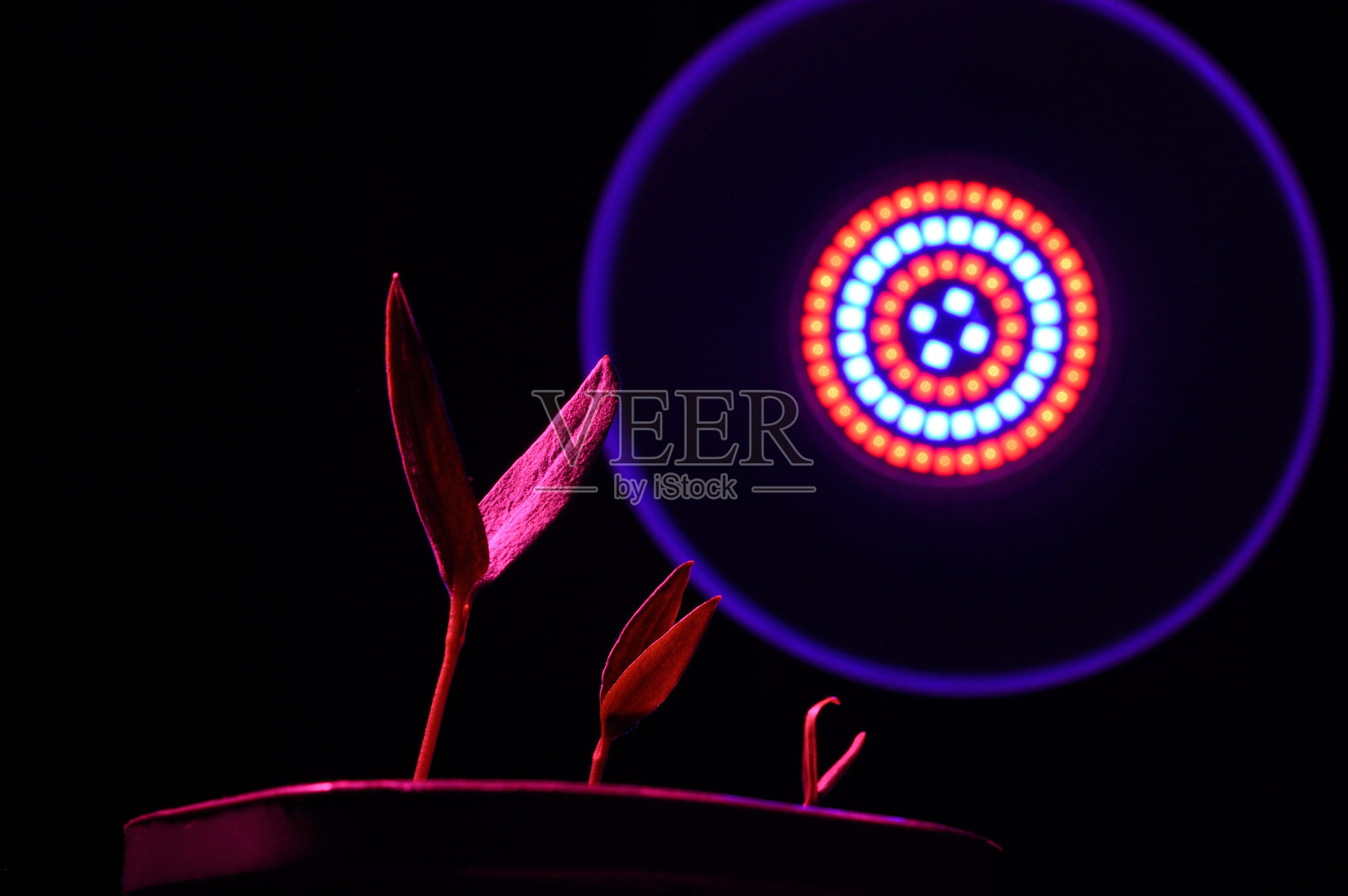 在植物灯的光照下,在花盆里放三个小芽。特写镜头。照片摄影图片