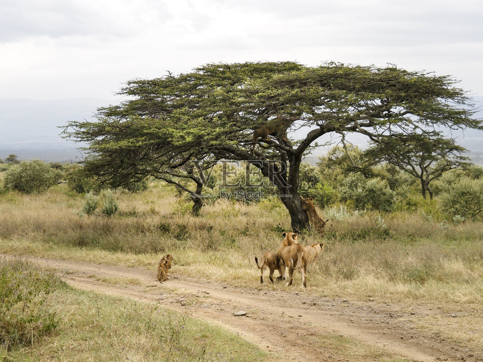 骄傲的狮子爬金合欢树,纳库鲁湖国家公园,肯尼亚,非洲照片摄影图片